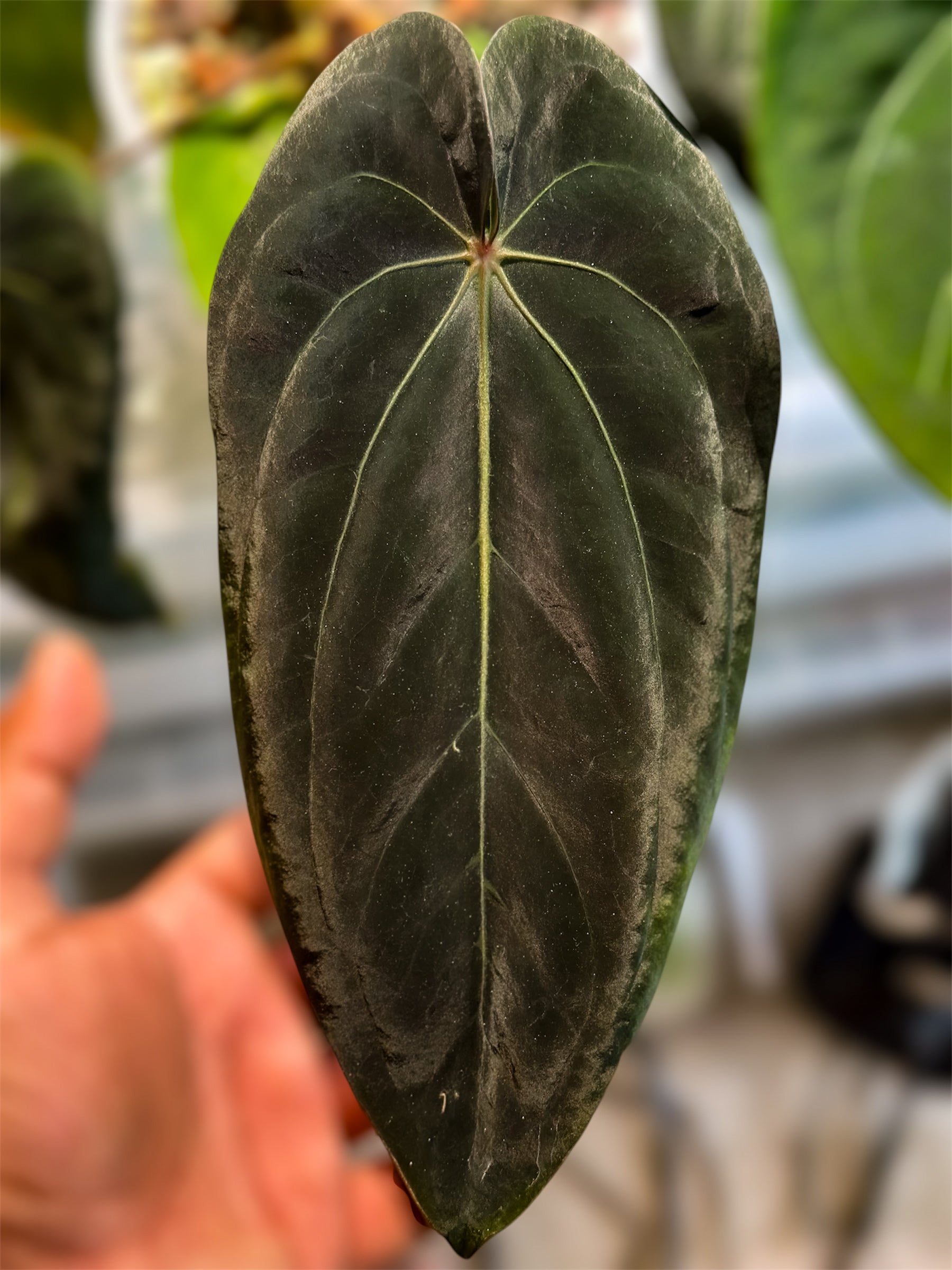 Anthurium Carlablackiae RA10 x (Dressleri x Carlablackiae x BVEP