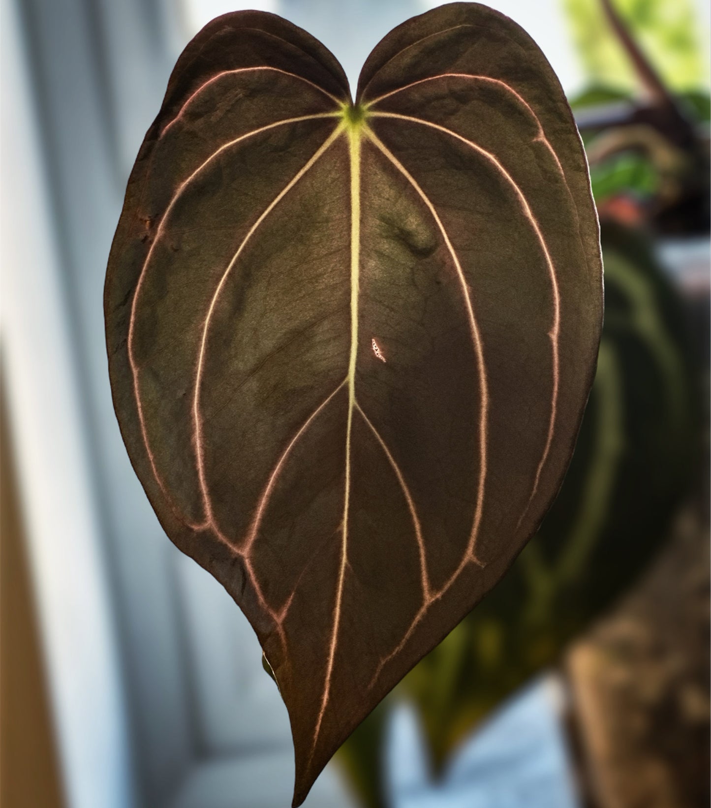 Anthurium Carlablackiae - Peter Parker S1 Holdback - Clone