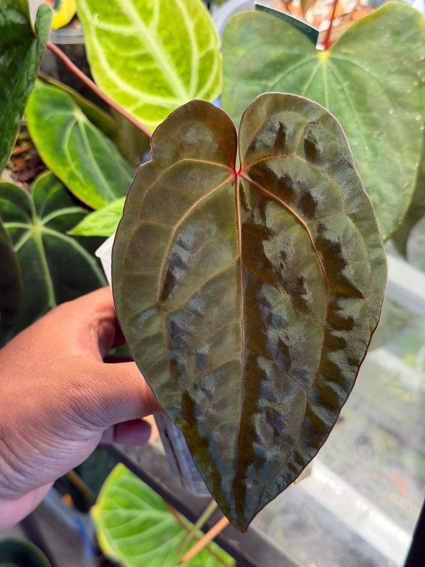 Anthurium Ace of Spades - Limited Edition Clone from the Original Plant