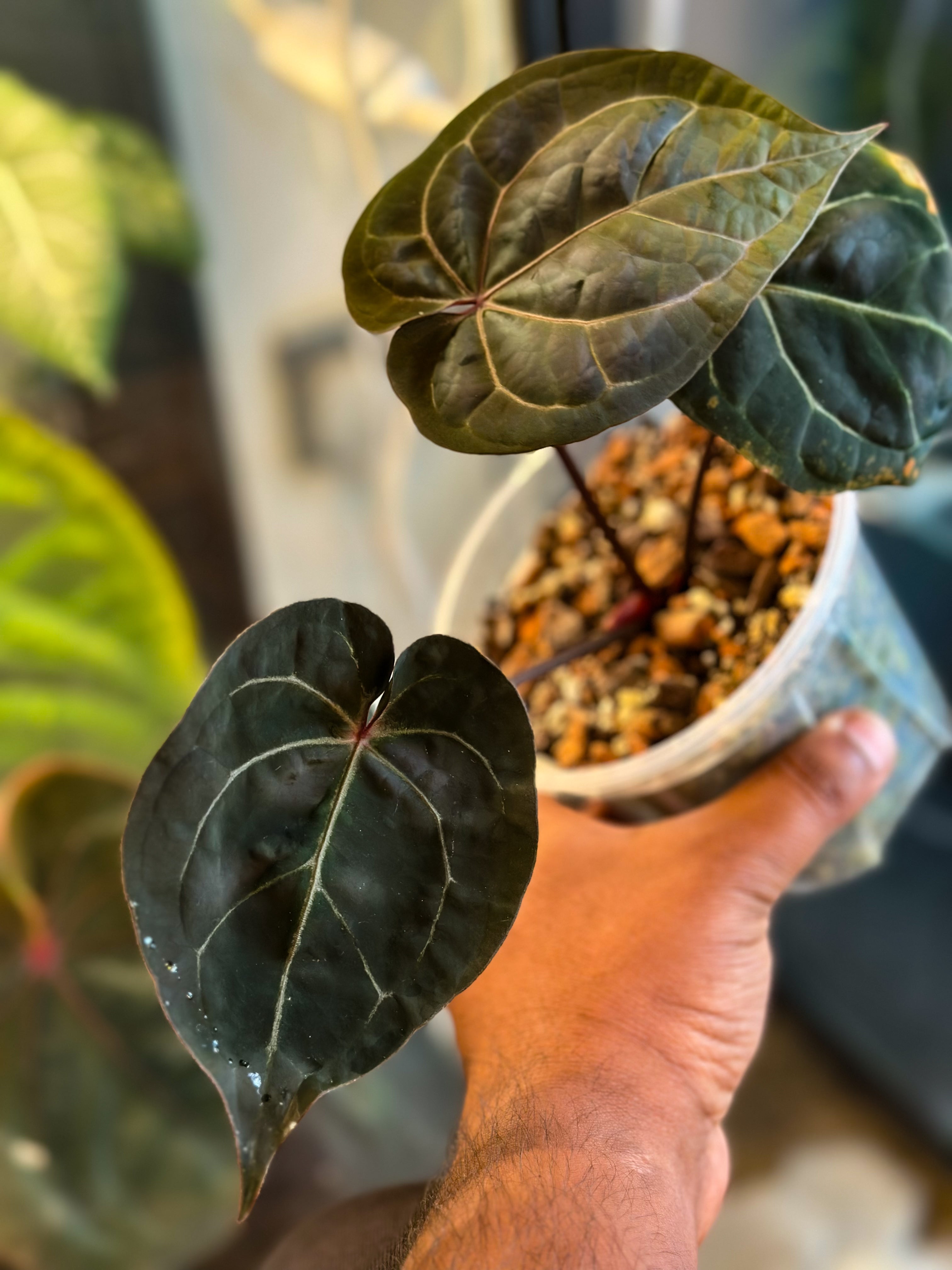 Anthurium AOS DF X Zara × Zara – Offset – HappiestPlants