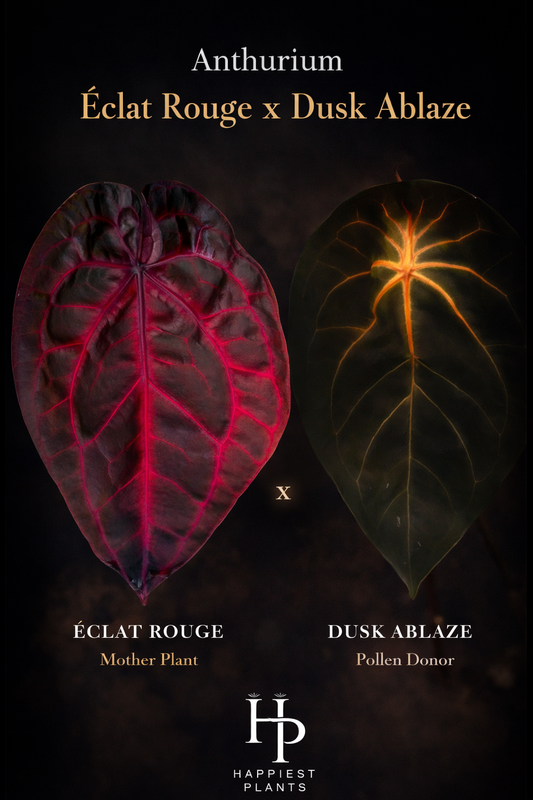 Anthurium Èclat Rouge x Dusk Ablaze