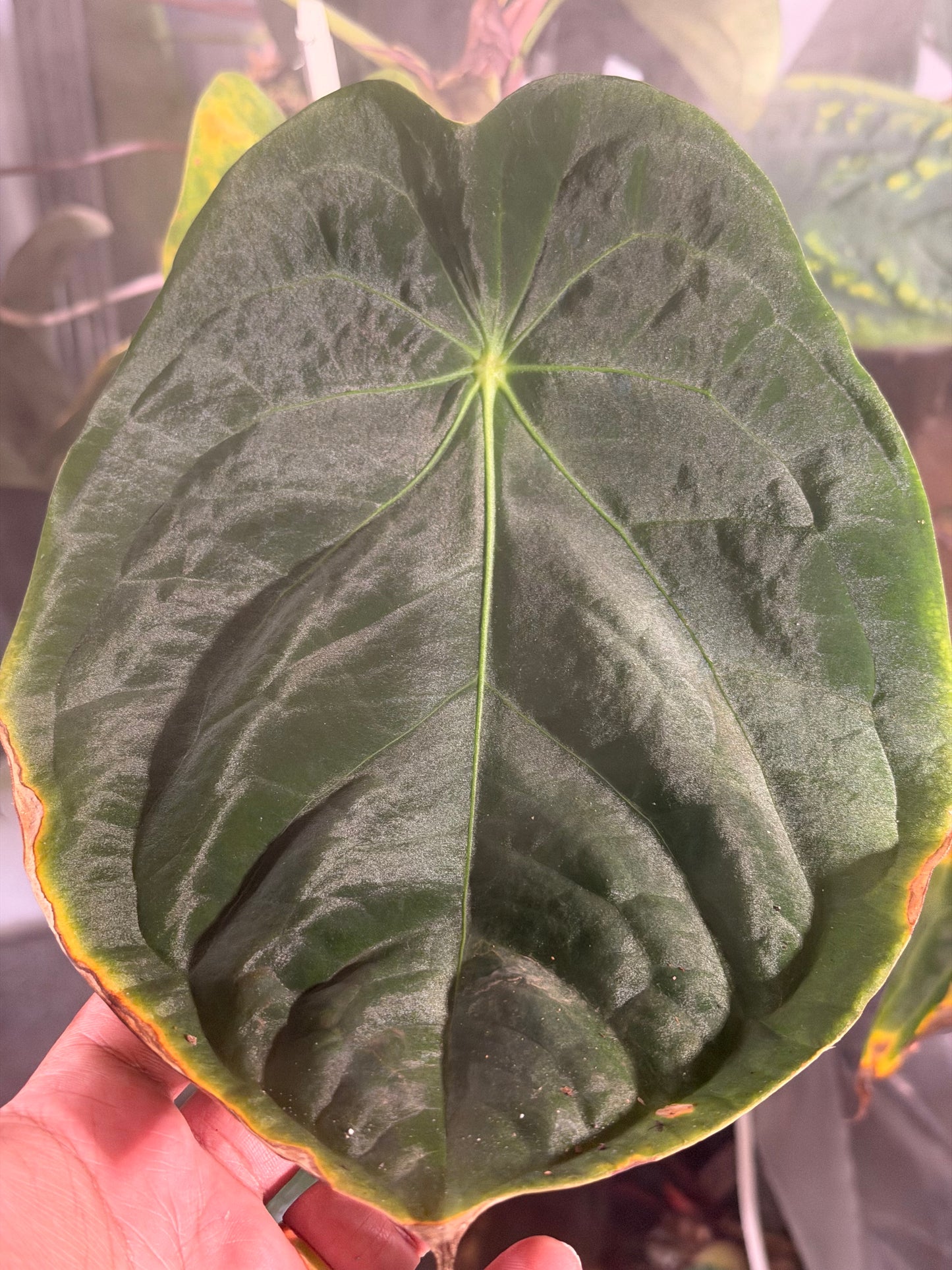 Anthurium (Forgetii x BVEP) X (Carlablackiae x Besseae AFF) x BVEP