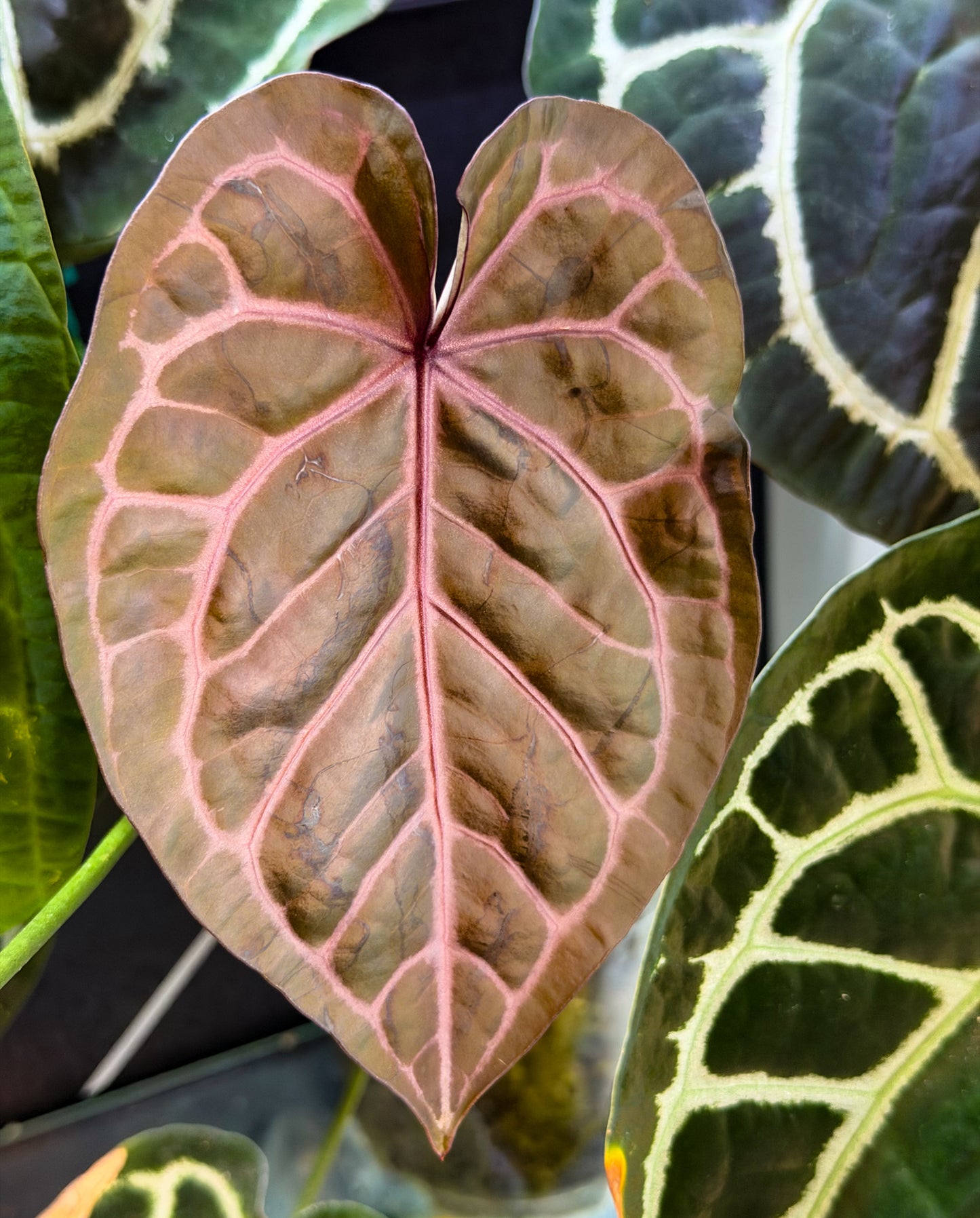 Anthurium Carlablackiae × AOS X Purple Amethyst