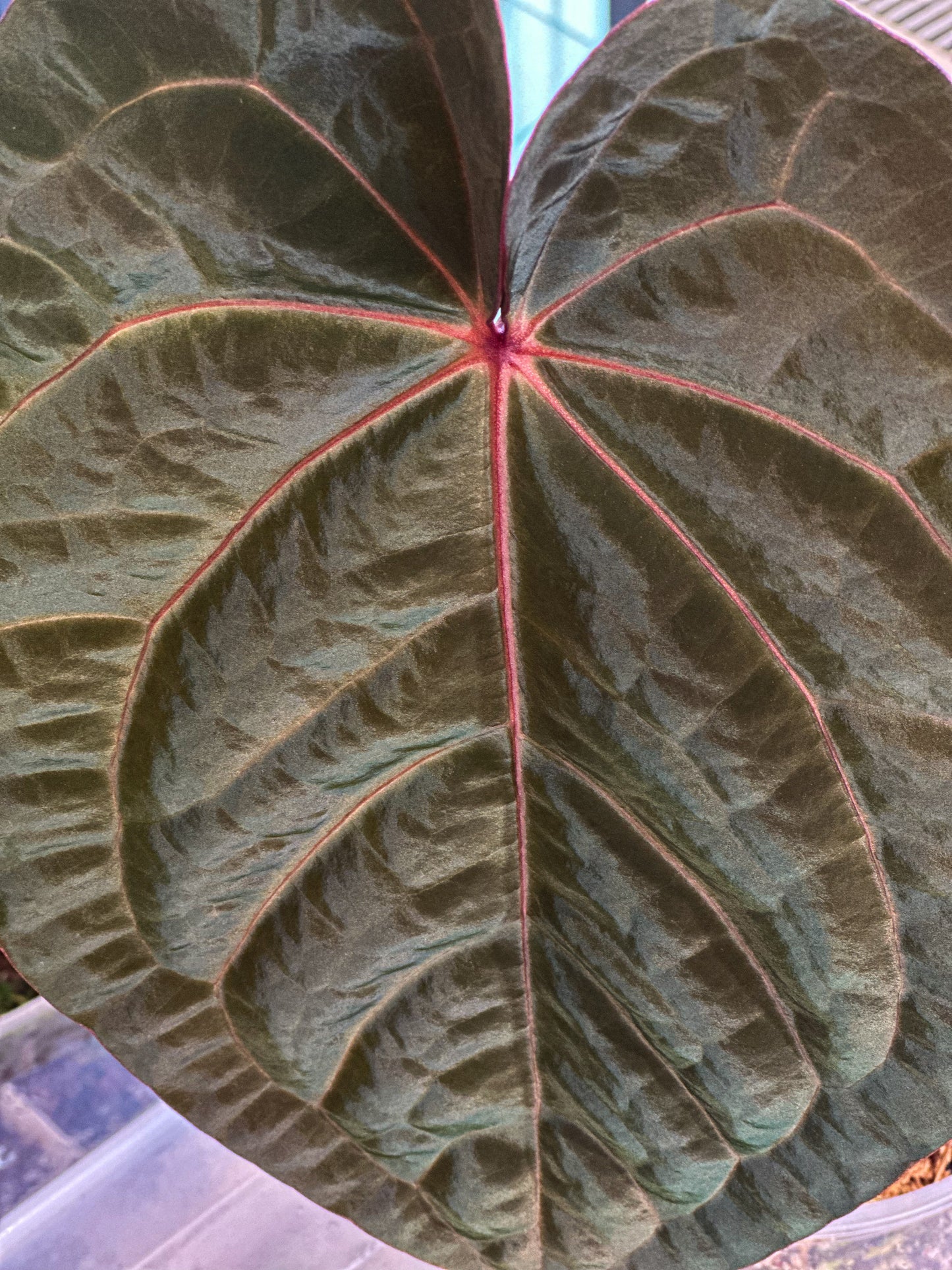 Anthurium Hoffmani Bloodmoon