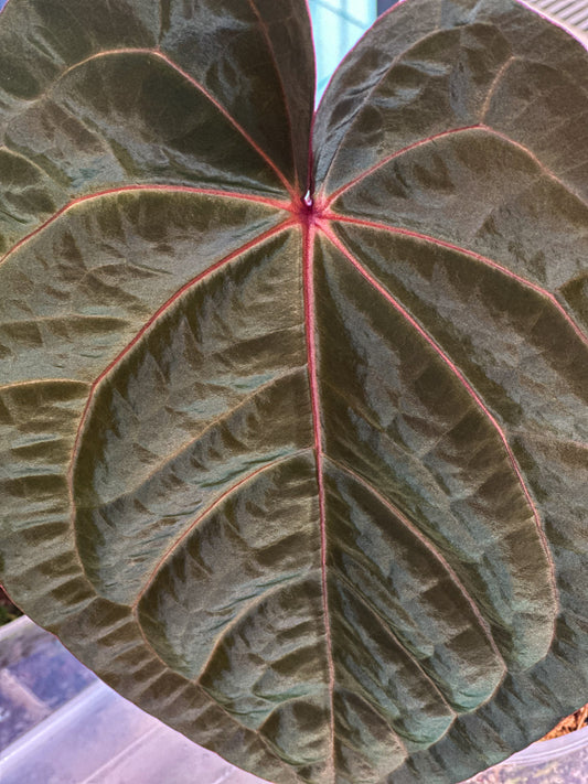 Anthurium Hoffmani Blutmond