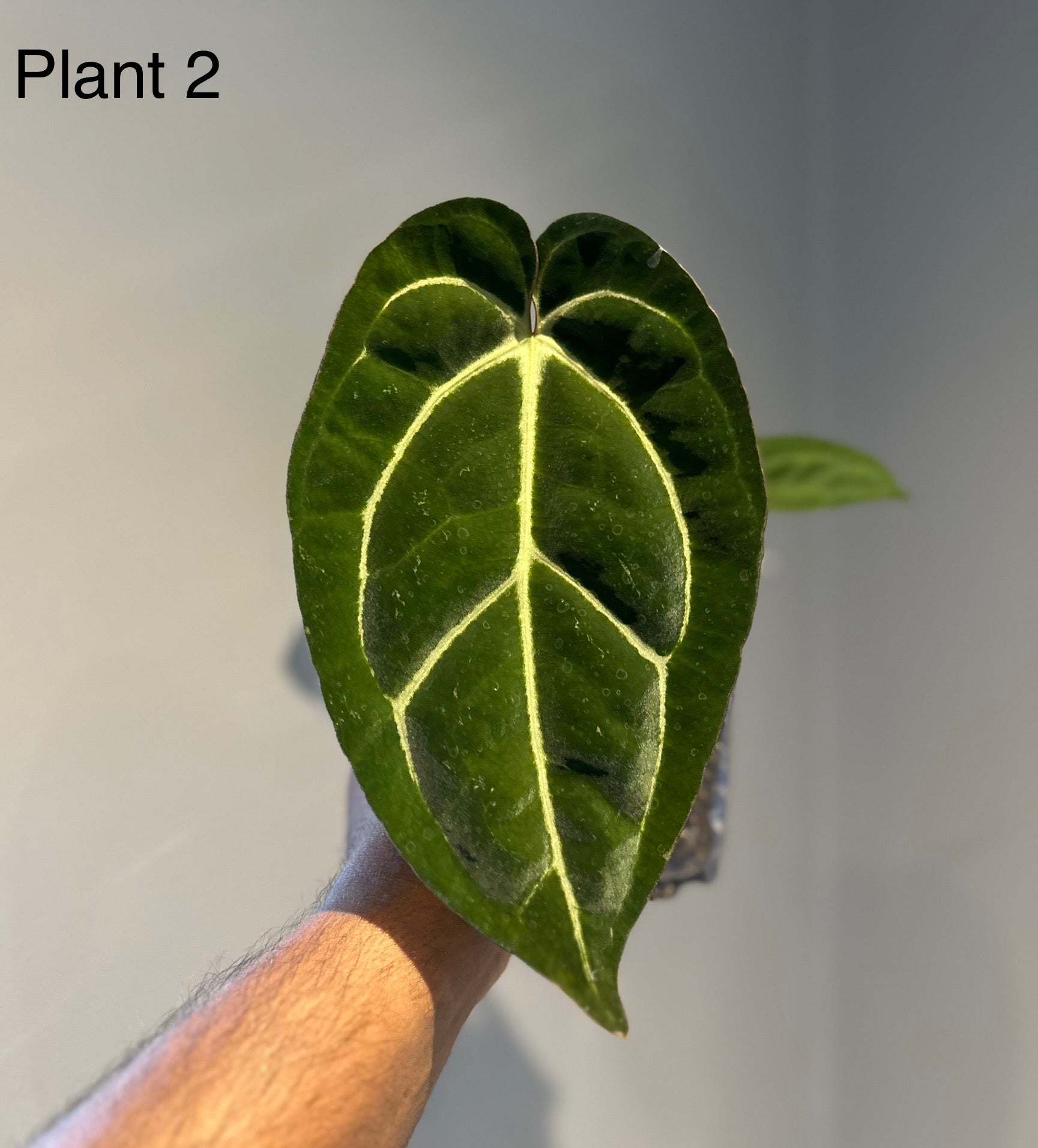 anthurium blister variegation Anthurium Papillilaminum Variegated x Carlablackiae AU1 – HappiestPlants