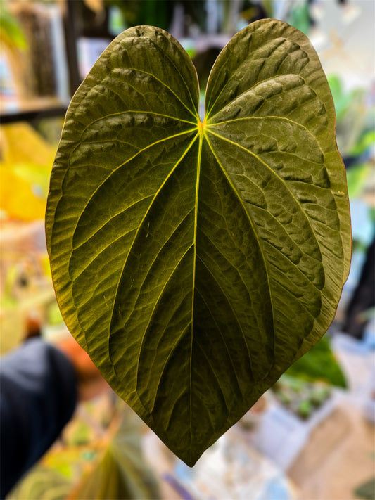 Anthurium Kunayalense x BVEP RA1 - Holdback 2
