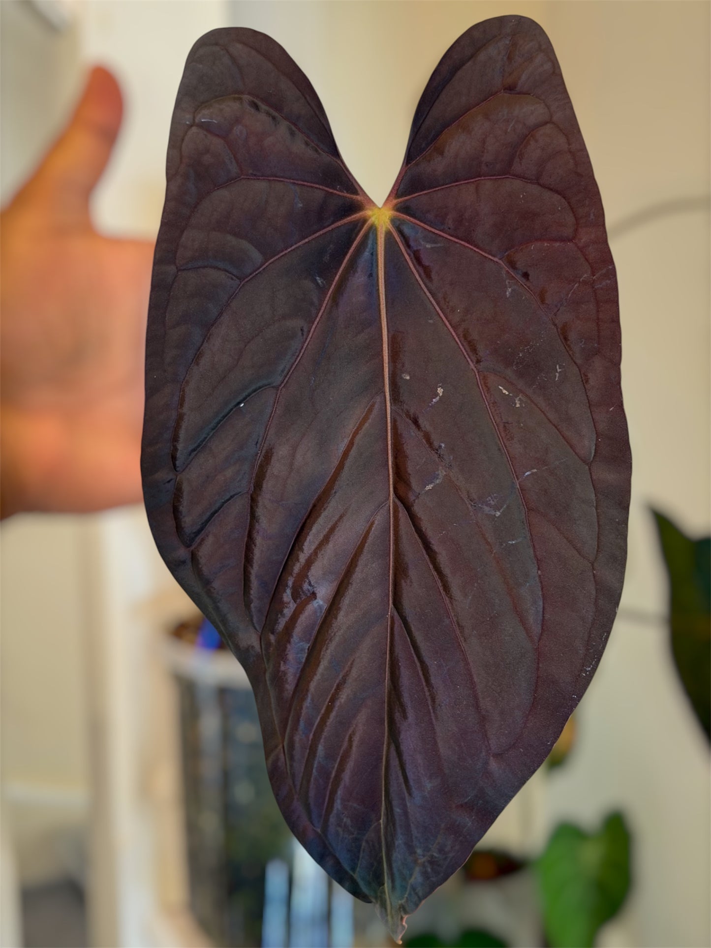 Anthurium (Pap Ree Gardens x BVEP) x Èclat Rouge