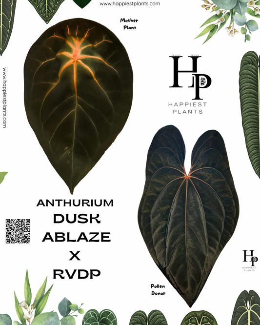 Anthurium Dusk Ablaze × RVDP Seedlings