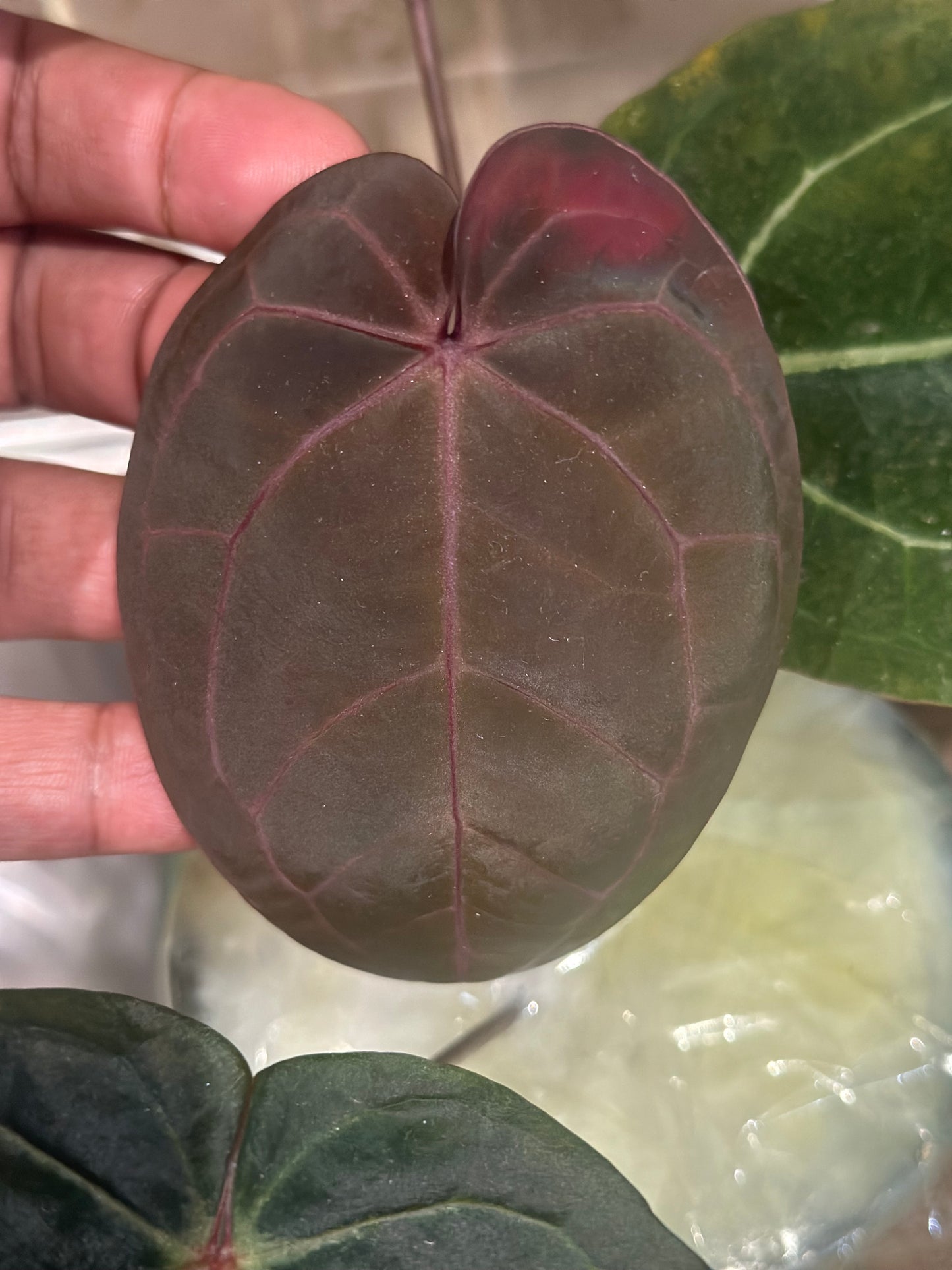 Anthurium Topaz Moon (unterer Schnitt) - Bloodmoon x Tezula Red Crystallinum