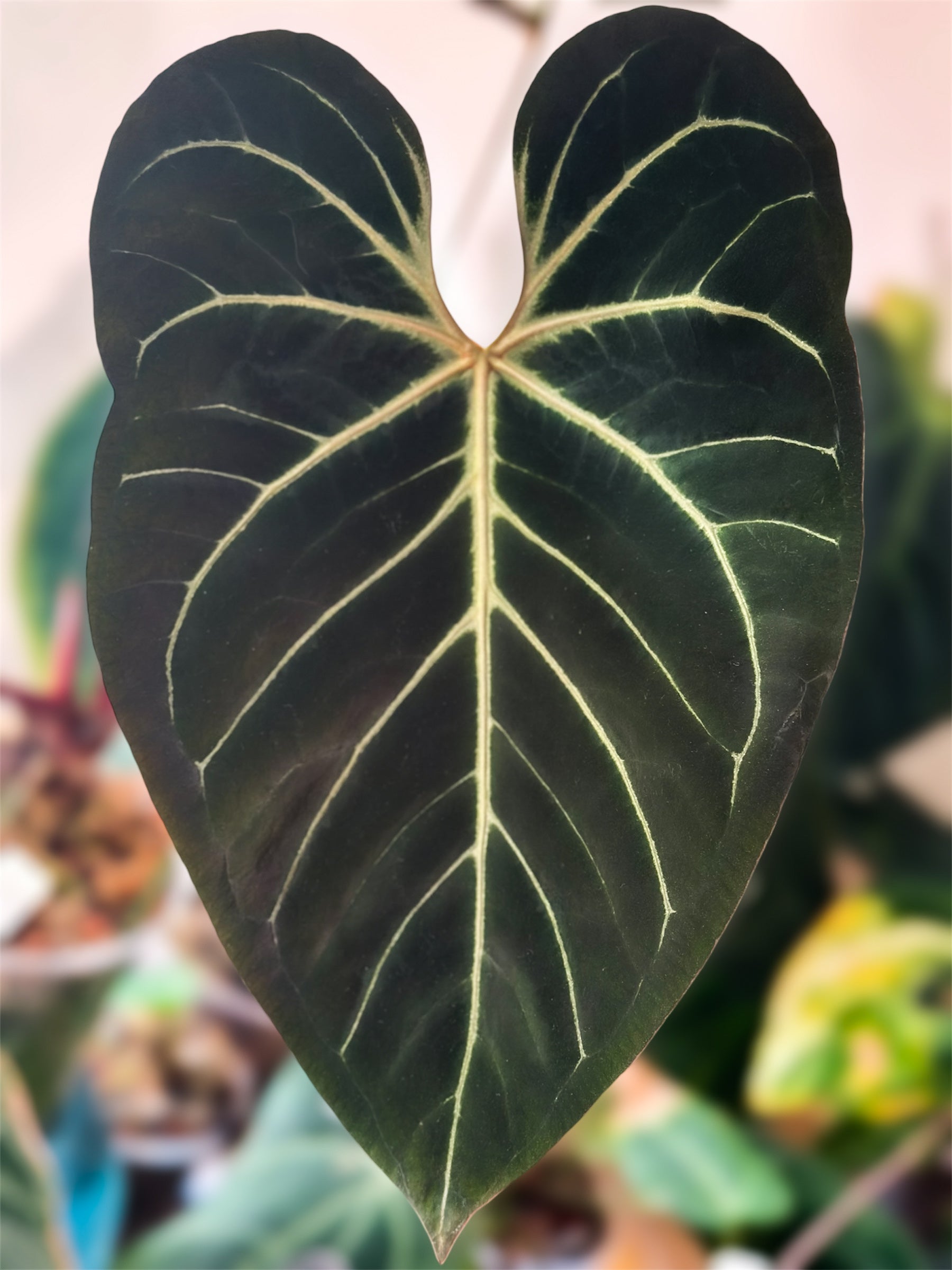 anthurium purple princess Anthurium Purple Amethyst x Obsidian Butterfly – HappiestPlants