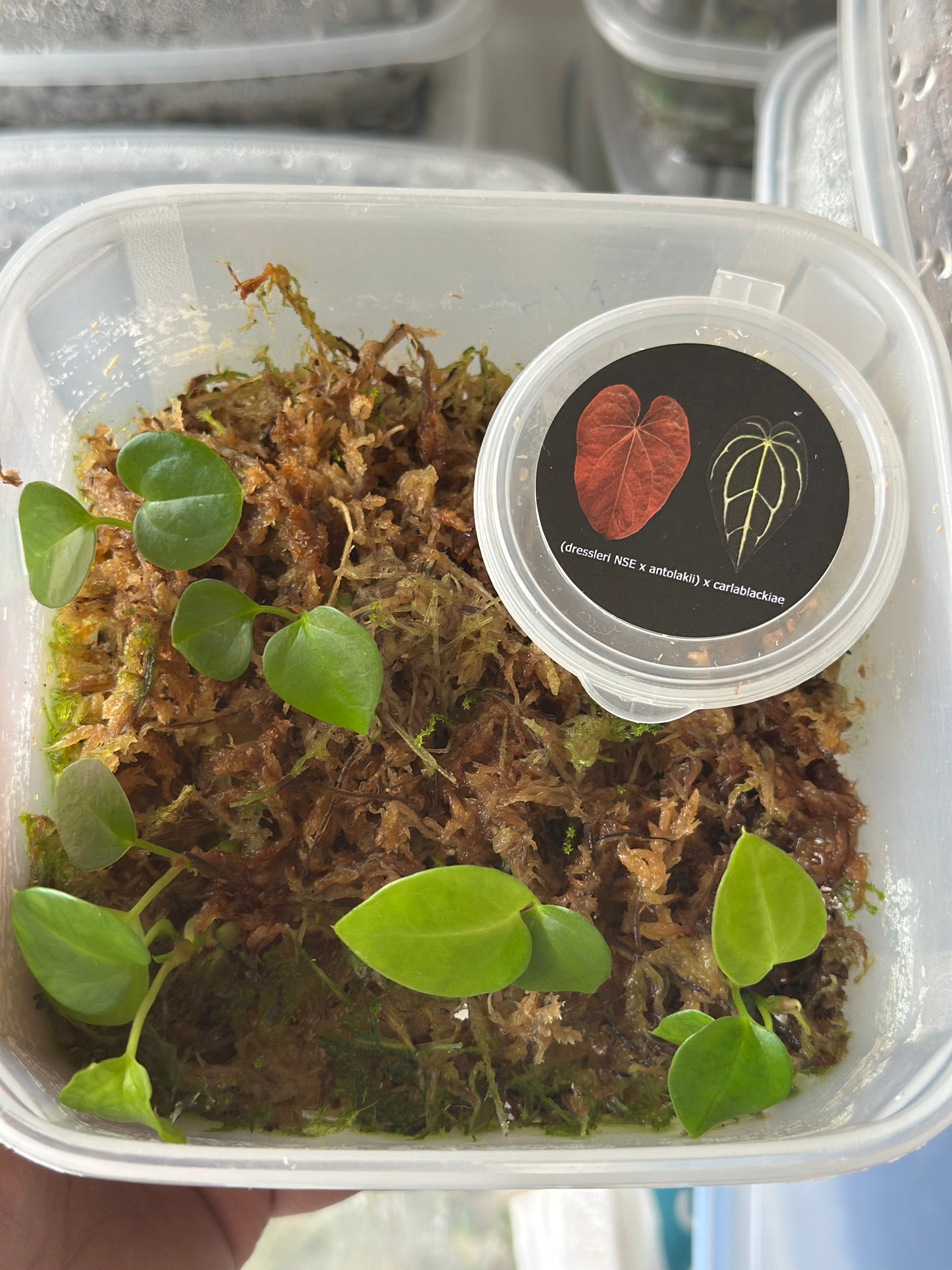 Anthurium Dressleri (NSE) × Antolakii X Carlablackiae