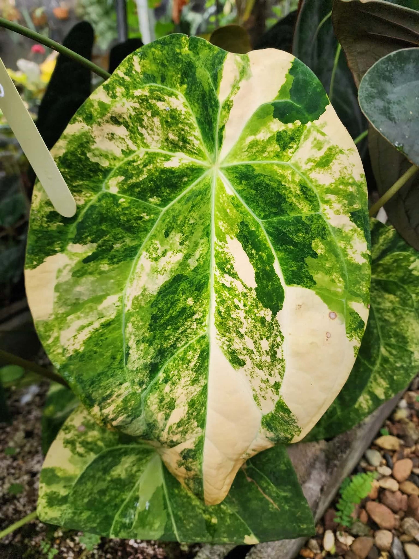 Anthurium Forgetii Var x Carlablackiae