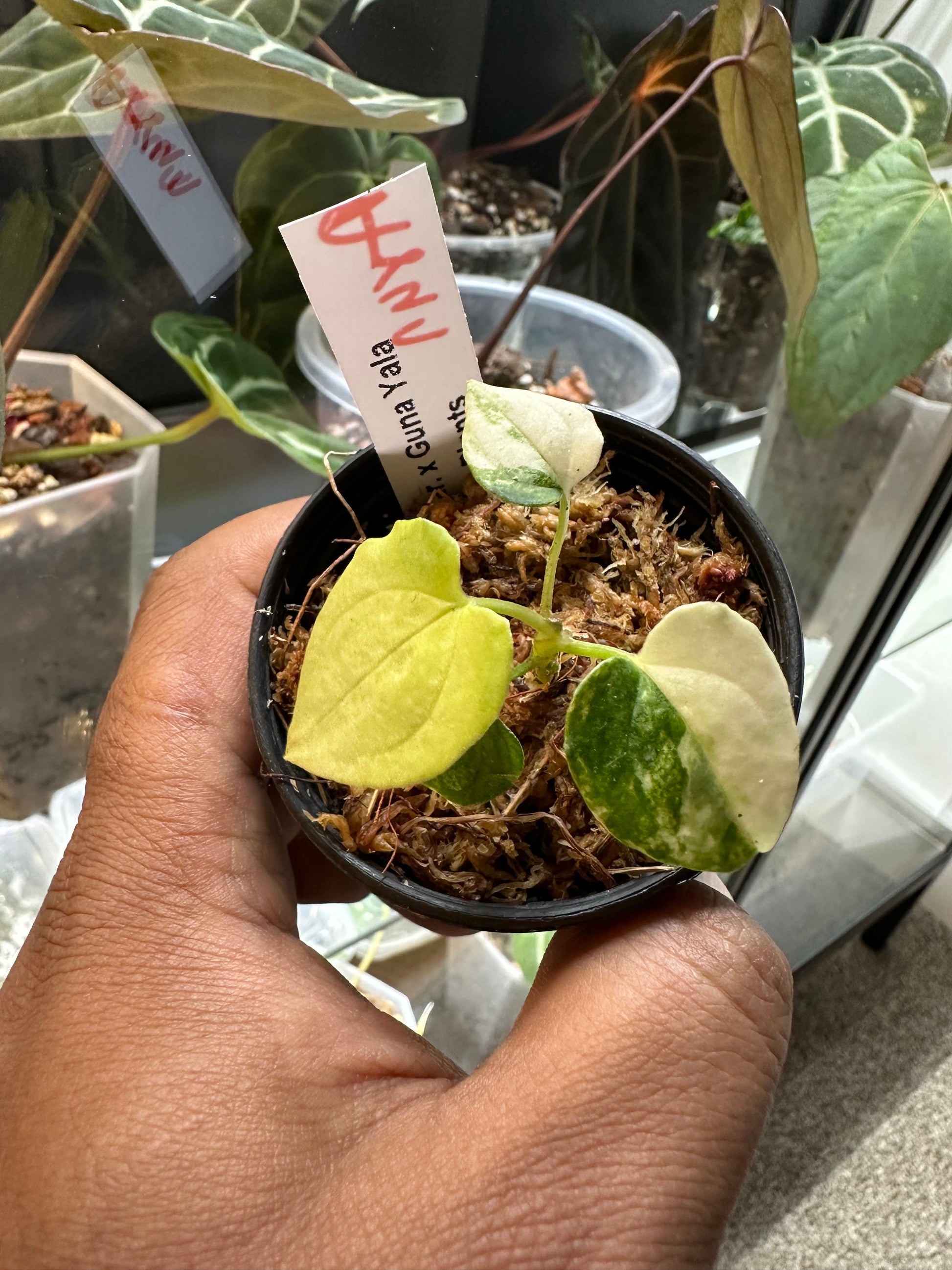 anthurium papillilaminum guna yala Anthurium Papillilaminum Variegated x Guna Yala – HappiestPlants