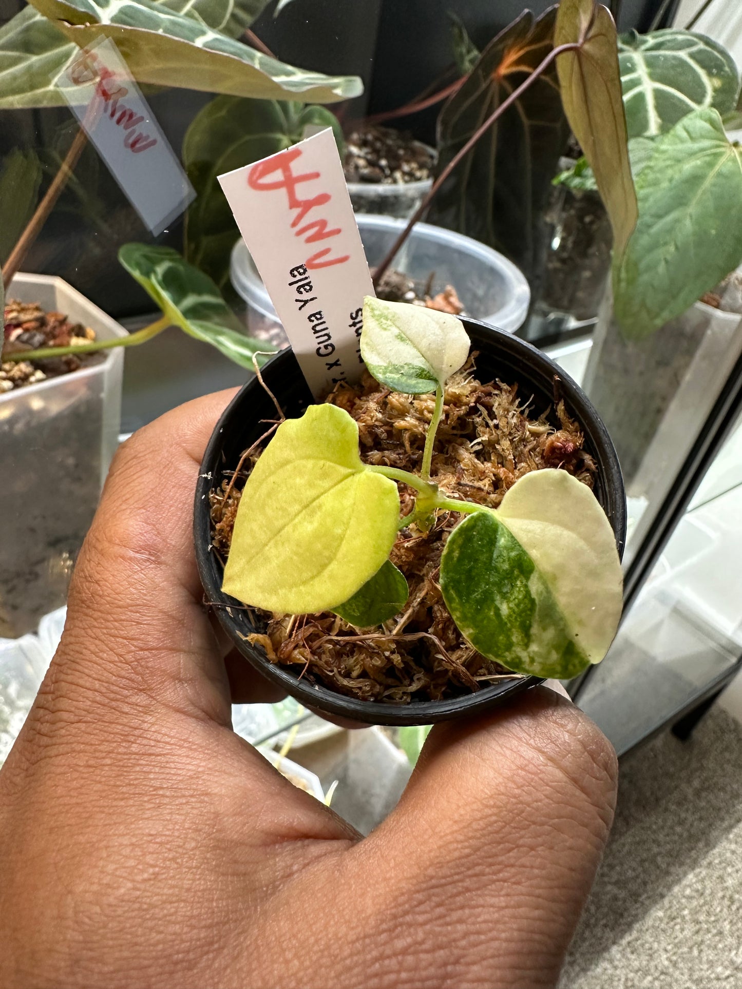 Anthurium Papillilaminum Variegated x Guna Yala