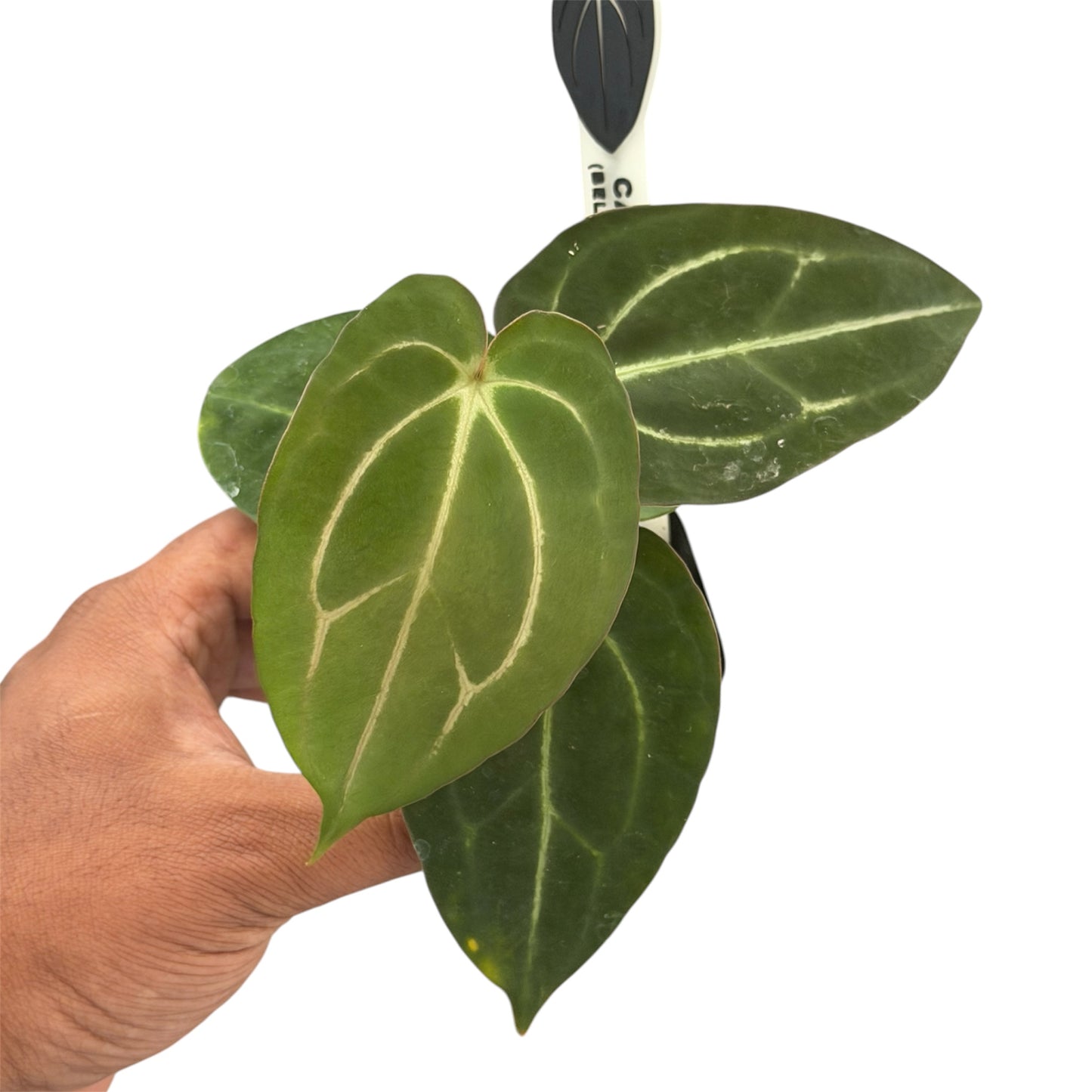 Anthurium Carlablackiae JD02 – Beldam x (Round x GPH-001)
