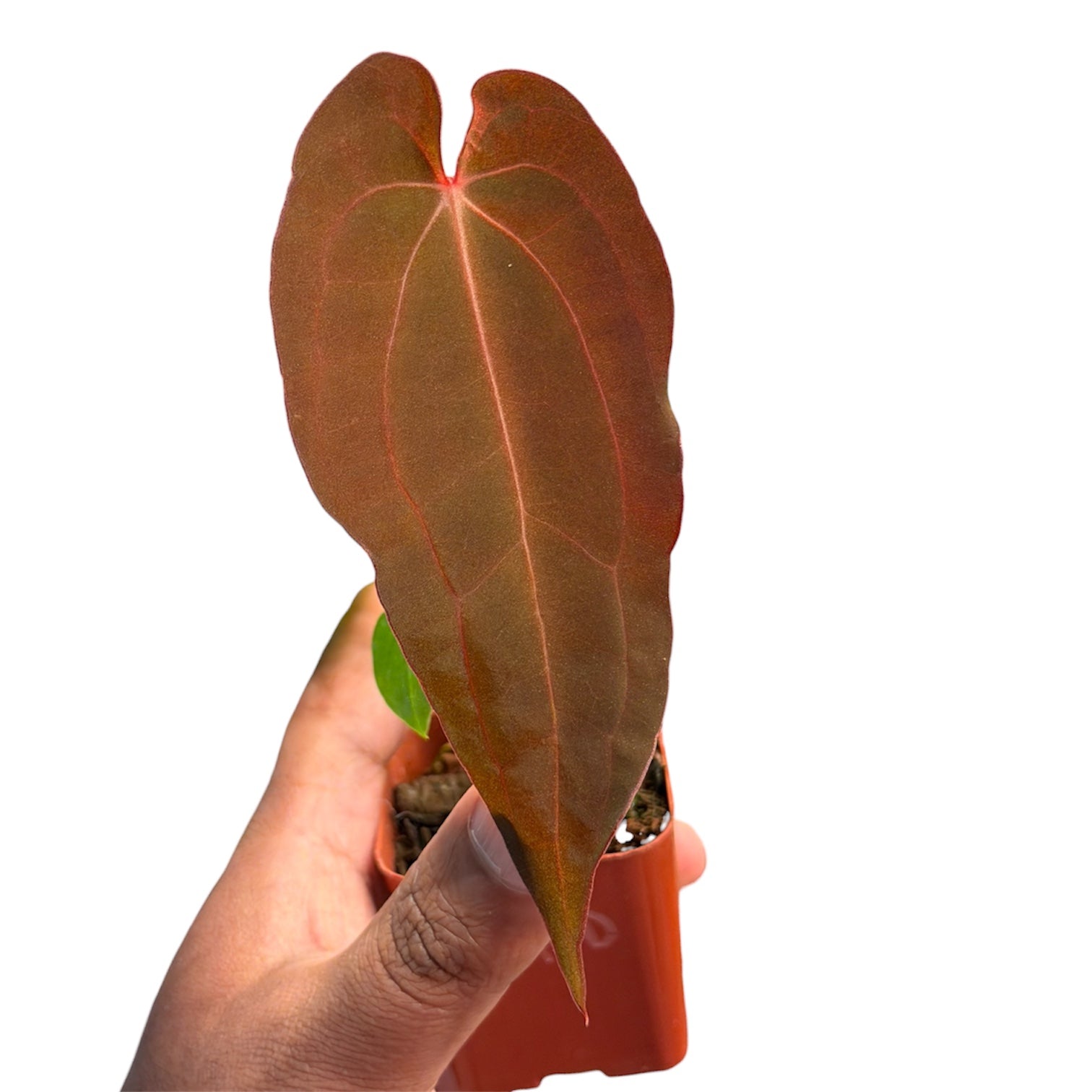 Anthurium BVEP x Night Dragon - Restock – HappiestPlants