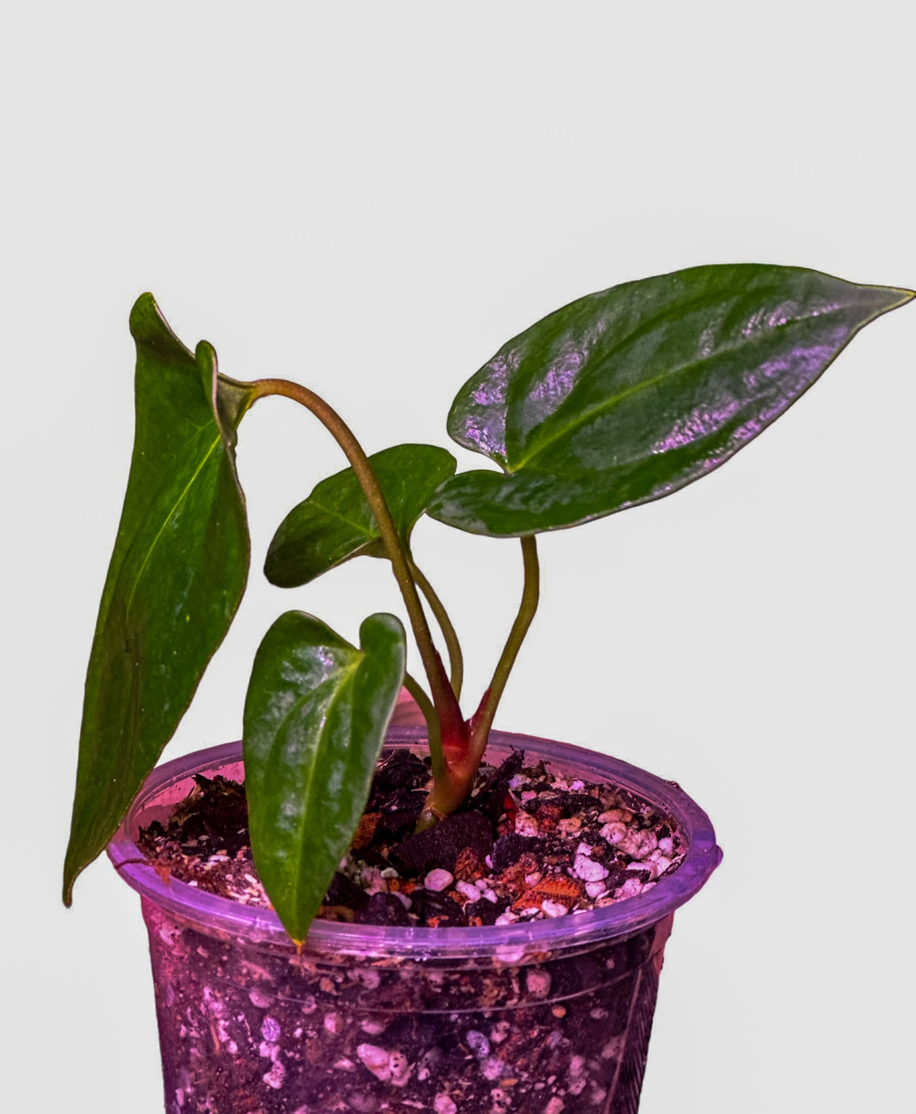 anthurium dark red Anthurium Dark Phoenix (DP) x Red Vein Dark Phoenix (RVDP) – HappiestPlants
