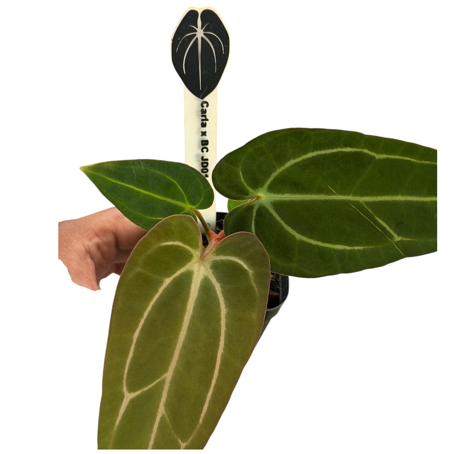 Anthurium Carlablackiae (Round x GPH-001) x (BVEP x Carlablackiae)