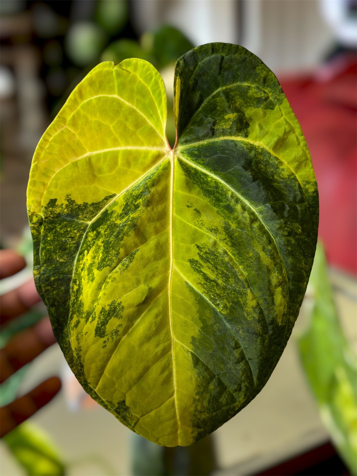 Anthurium Mem. Tim Anderson x (Pap Var x SKG Silver)