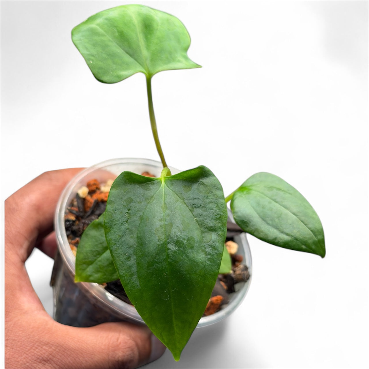 Anthurium Portillae (NSE) x Sp Nov DF