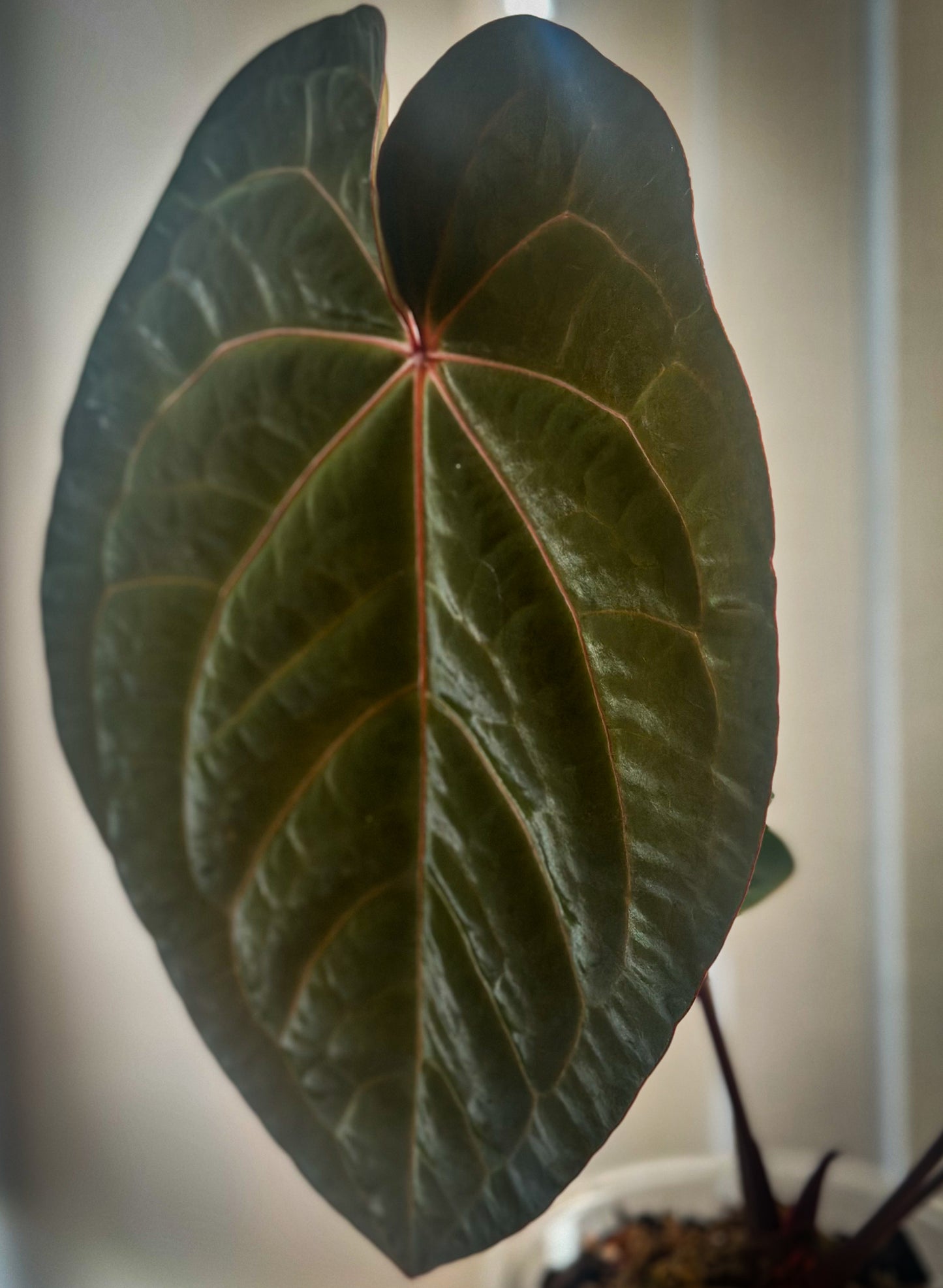 Anthurium Hoffmani Lune de sang