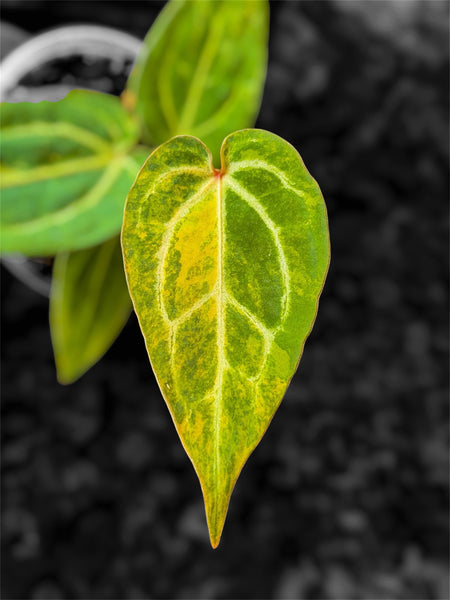 Anthurium Pap Var x Michelle Var - Selected Seedlings – HappiestPlants