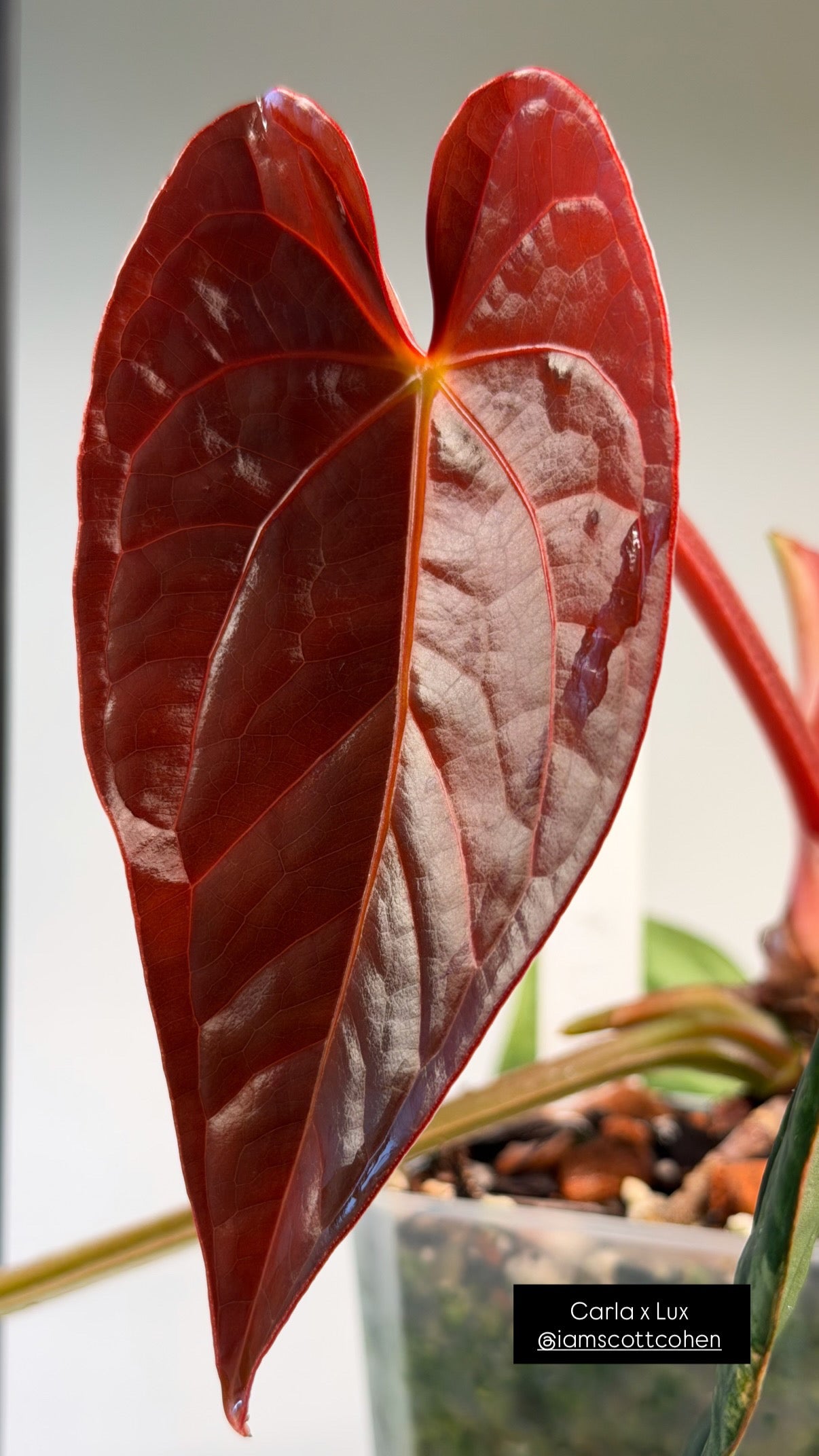 Anthurium (Carlablackiae × Luxurian) × (Carlablackiae × BVEP)
