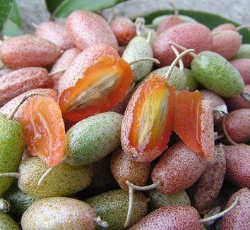 Silver Berry Plants in uk 