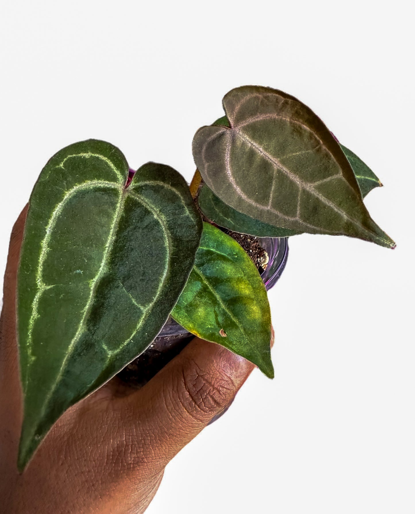 Anthurium Ace of Spades (AOS) X Zara x Zara