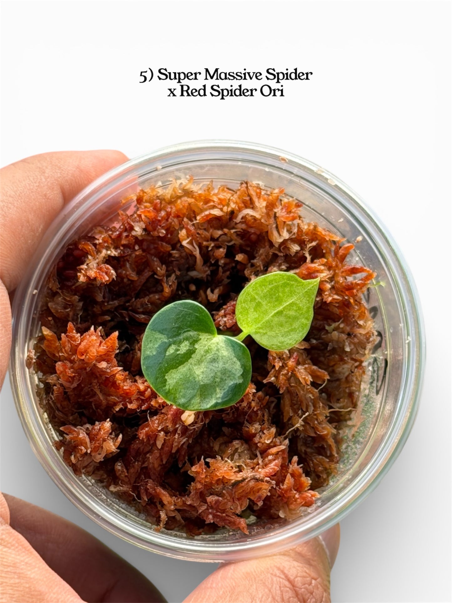 Anthurium Variegated Seedlings