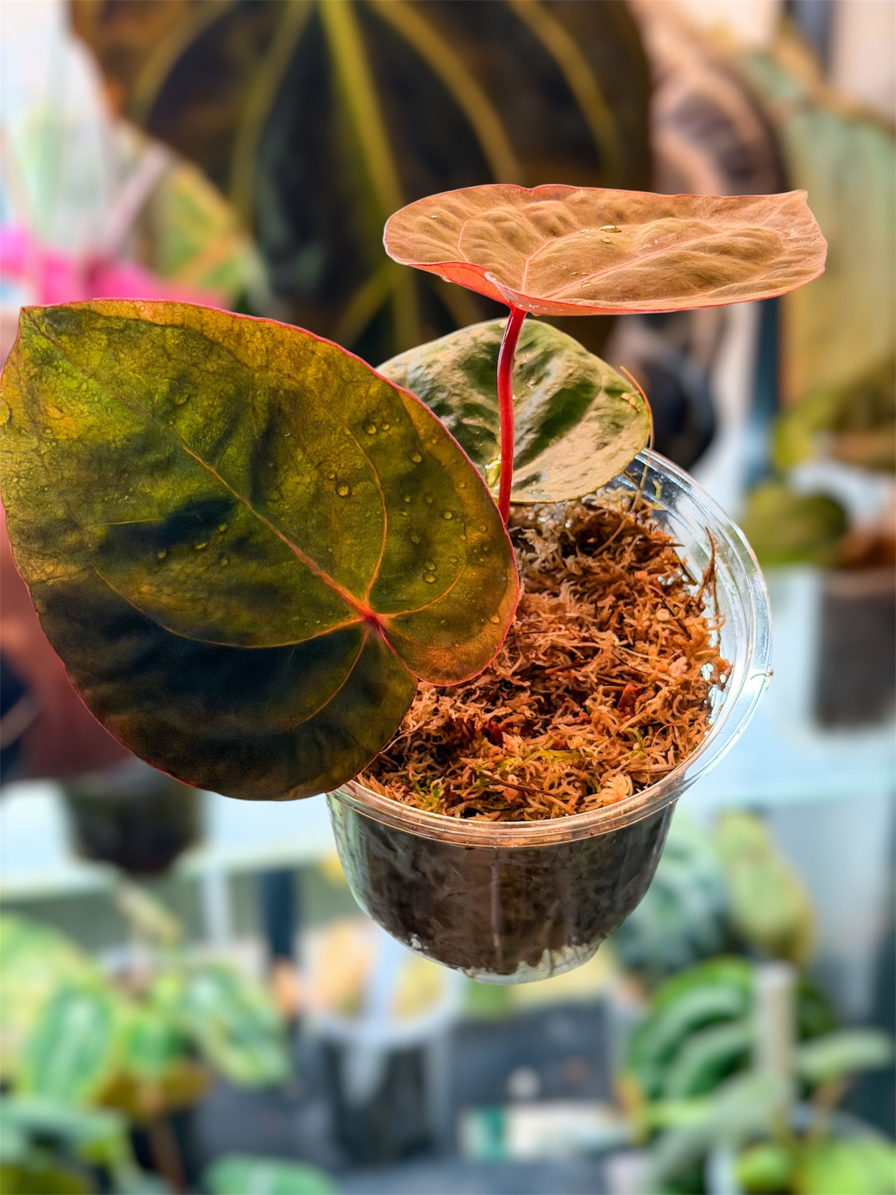 Anthurium Bloodmoon - Original Clone – HappiestPlants