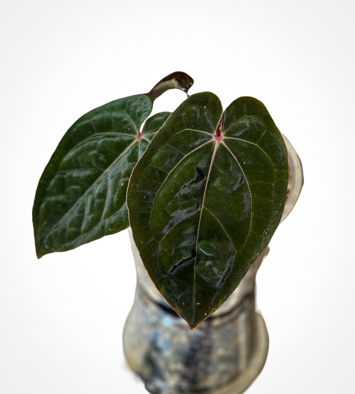 Anthurium Hoffmani Bloodmoon