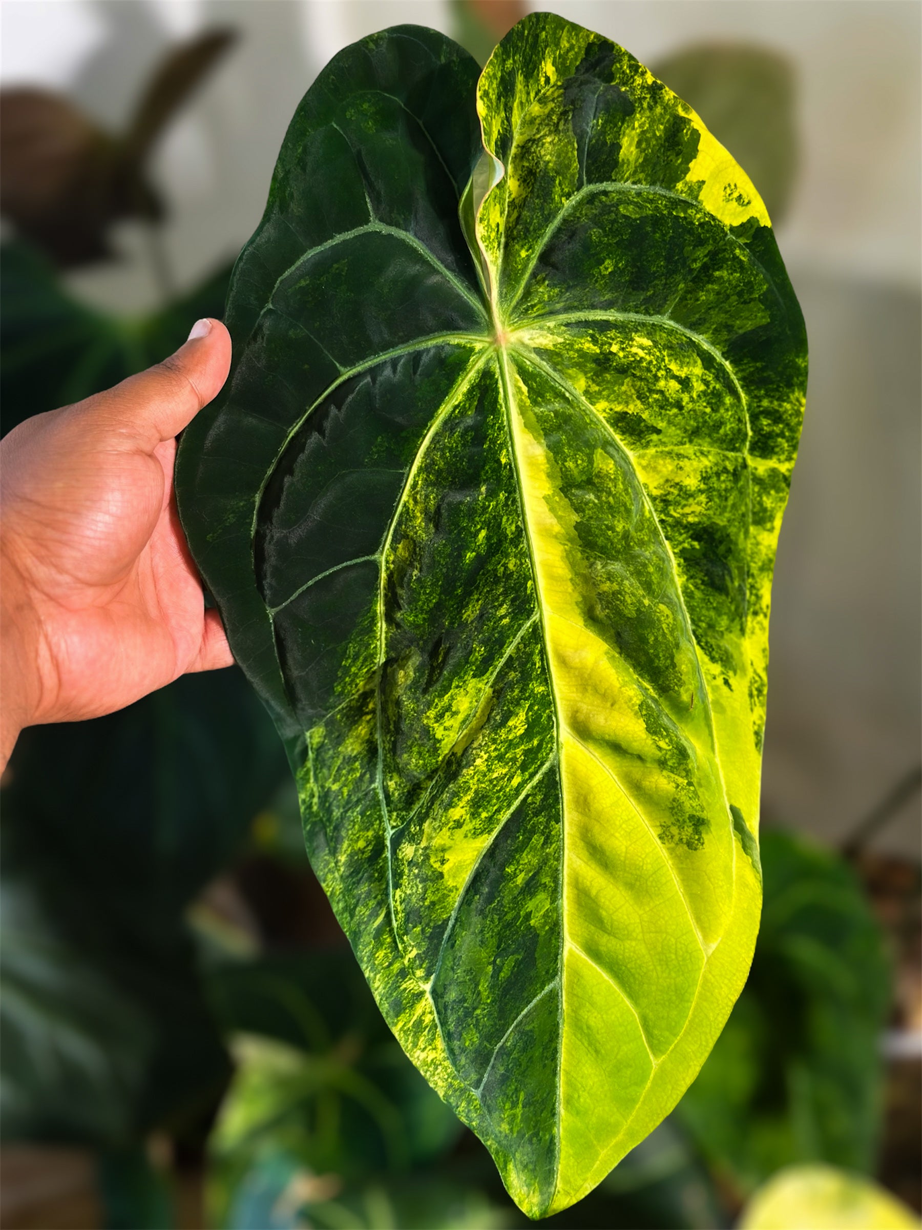 Anthurium (Pap Var x Carlablackiae) x (Dressleri x Pap Var