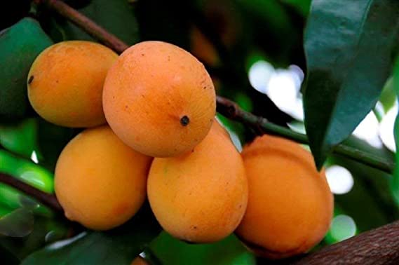 Achachairu Fruit Live Plants in uk