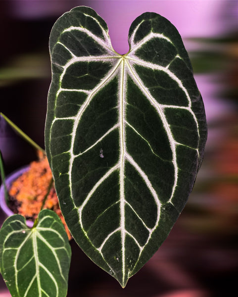 anthurium besseae aff Anthurium Besseae aff x Ace of Spades (AOS) – HappiestPlants