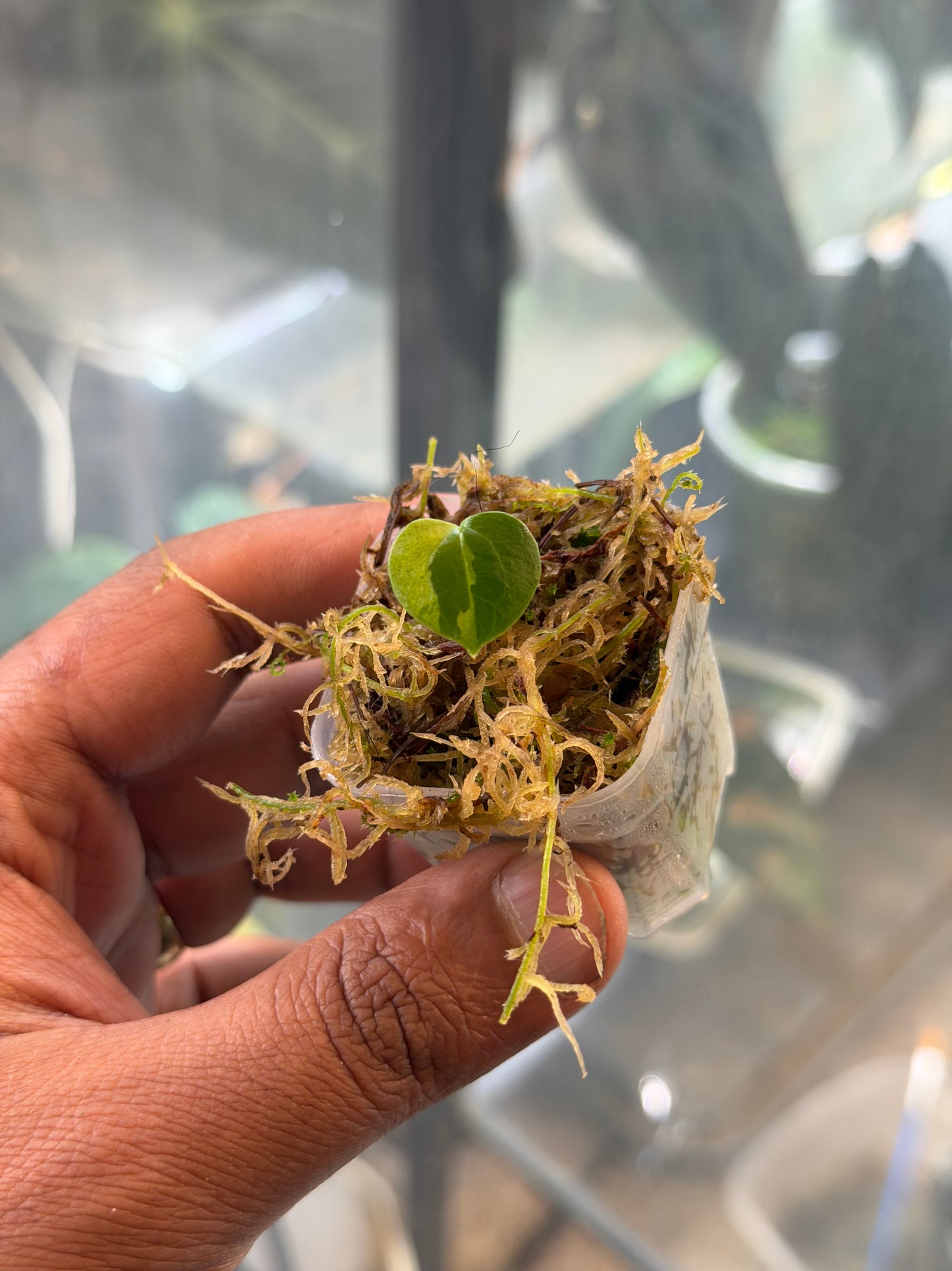 Anthurium KOS x RVDP – Variegated Seedlings