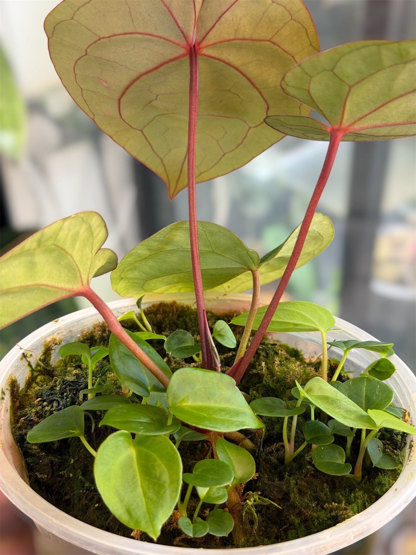 Anthurium Bloodmoon - Clone