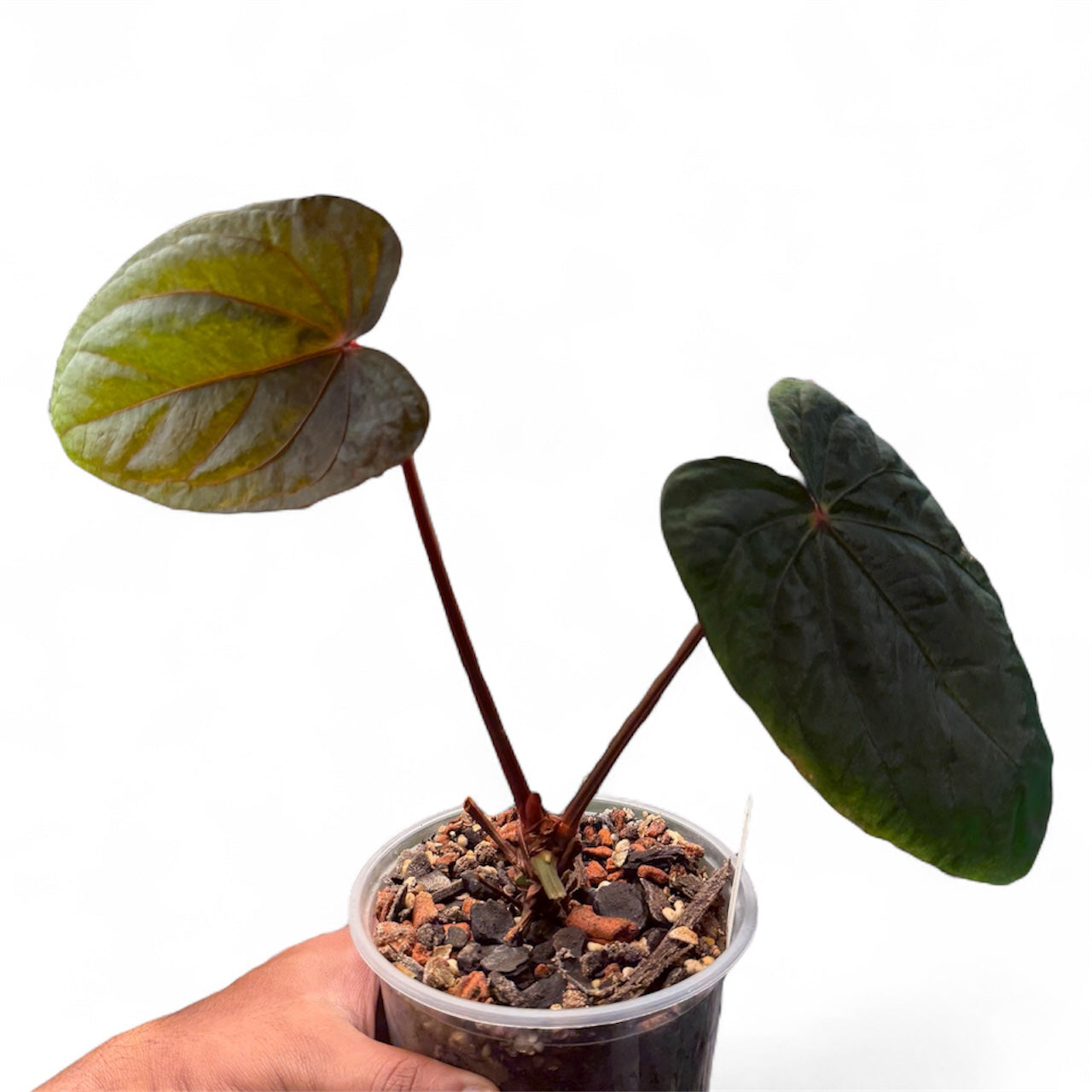 anthurium levis Anthurium Dressleri x RVDP – HappiestPlants