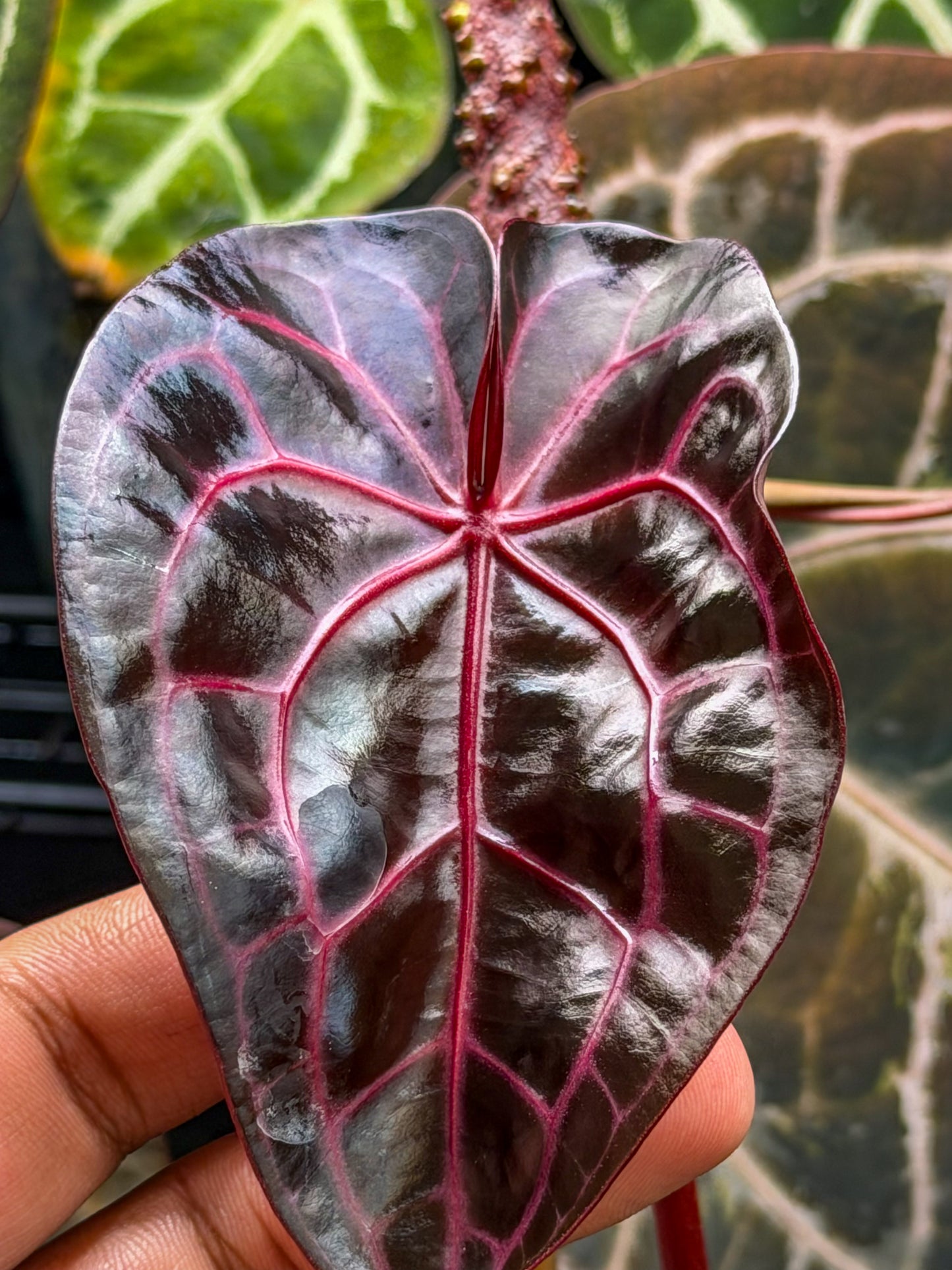 Anthurium Mem. Tim Anderson x (Pap Var x SKG Silver)