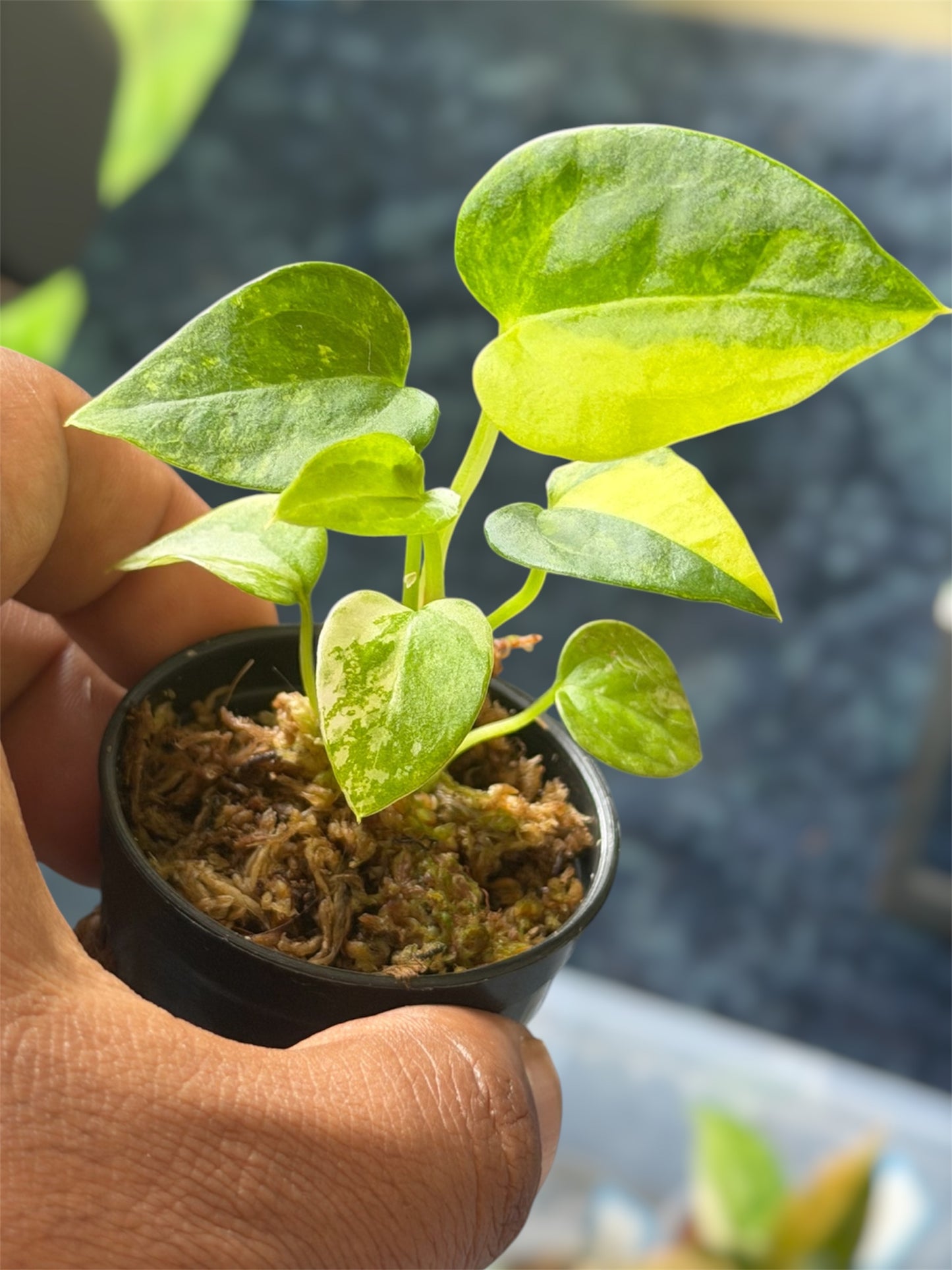 Anthurium Forgetii Var x Carlablackiae
