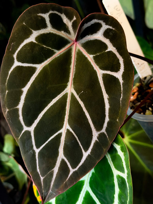 Anthurium Wonderboy x Wonderboy A