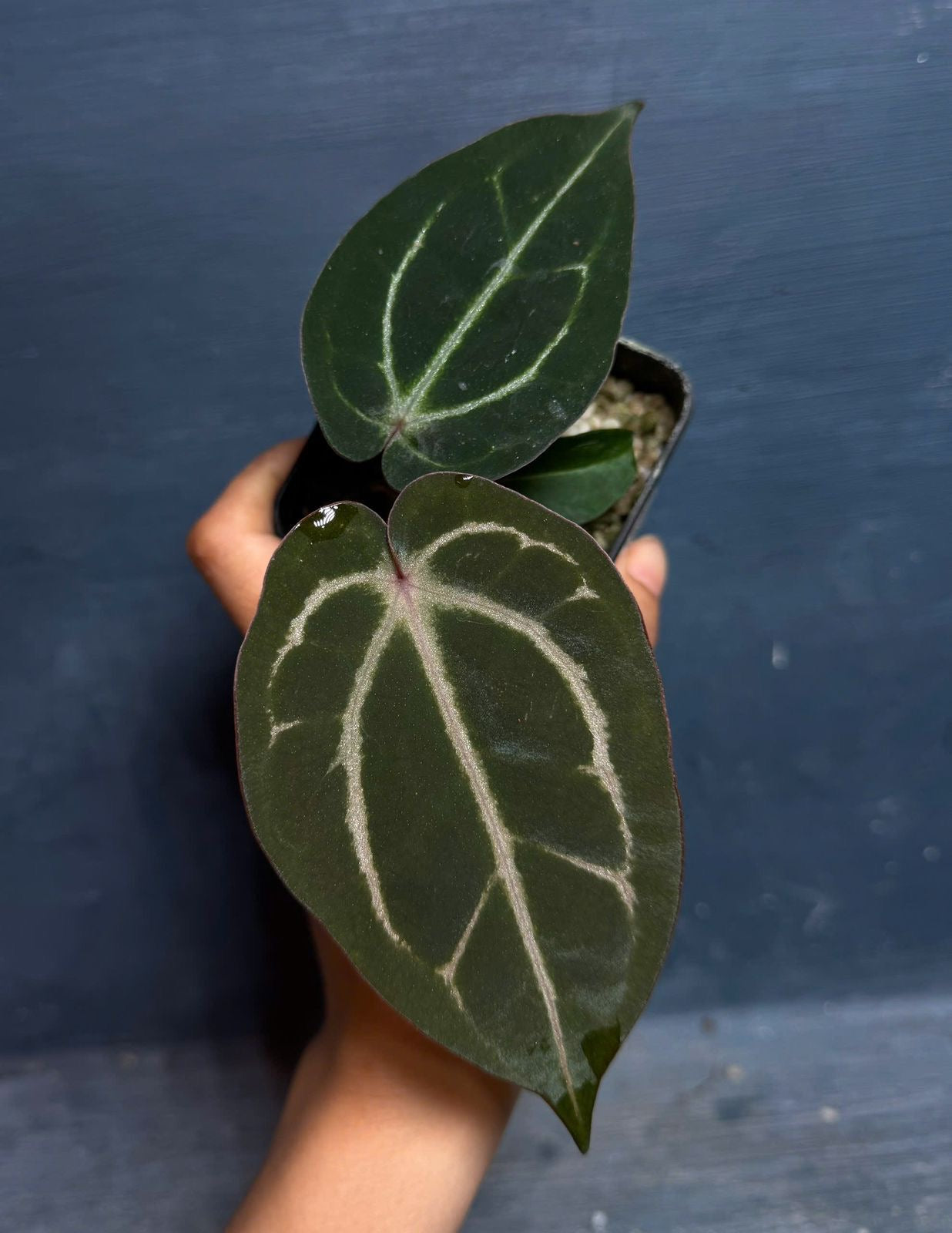 Anthurium Carla Evenstar