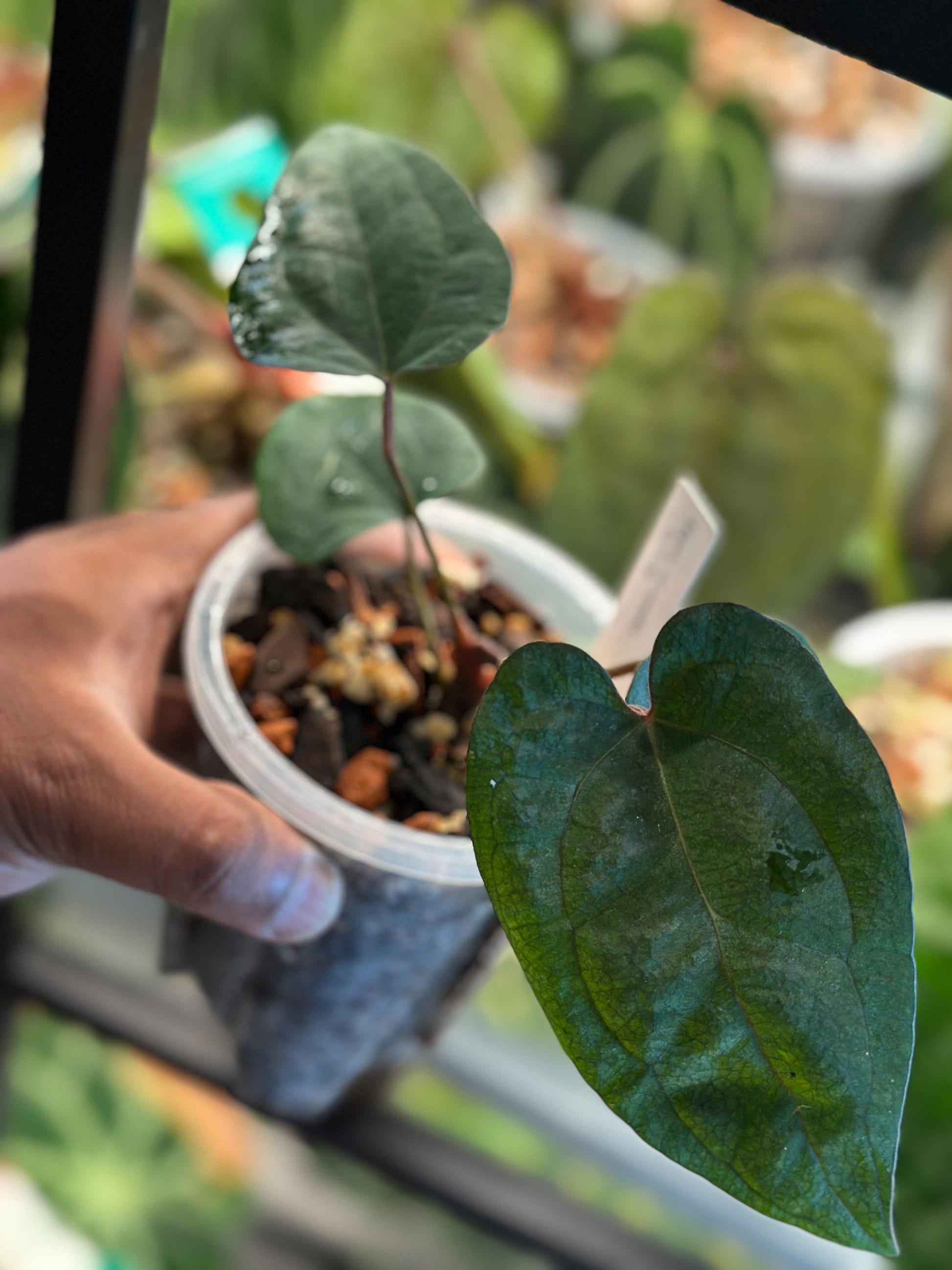 philodendron ace of spades Anthurium Legacy of Spades – Original Clone – HappiestPlants