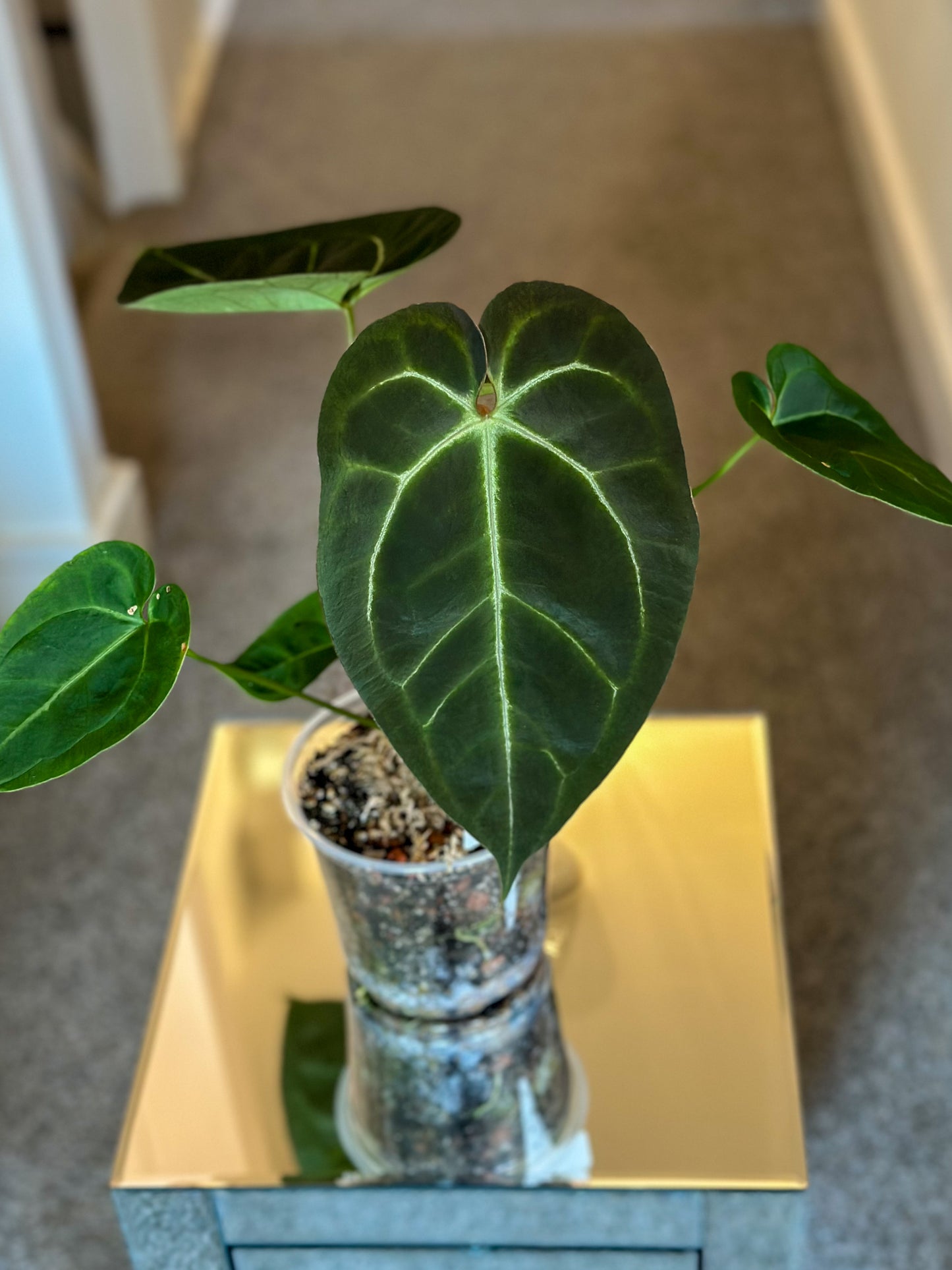 Anthurium As de pique (AOS) x Black Velvet - #2