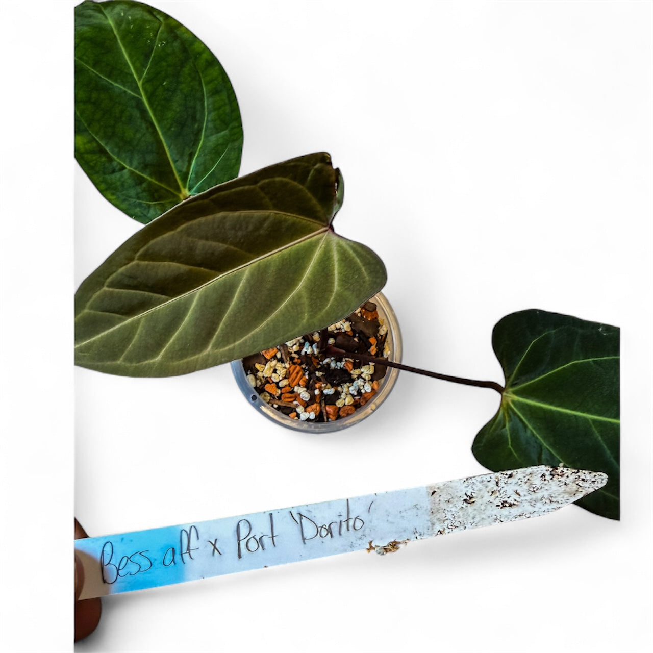 Anthurium Besseae aff x Portillae Dorito (by Rory Antolok)