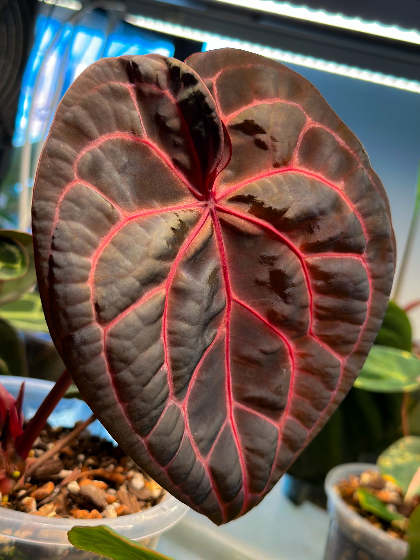 Anthurium Mem. Tim Anderson x (Pap Var x SKG Silver)