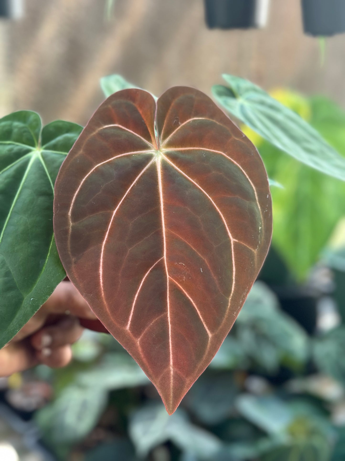 Anthurium Carlablackiae AU1 x As de Pique (AOS DF)