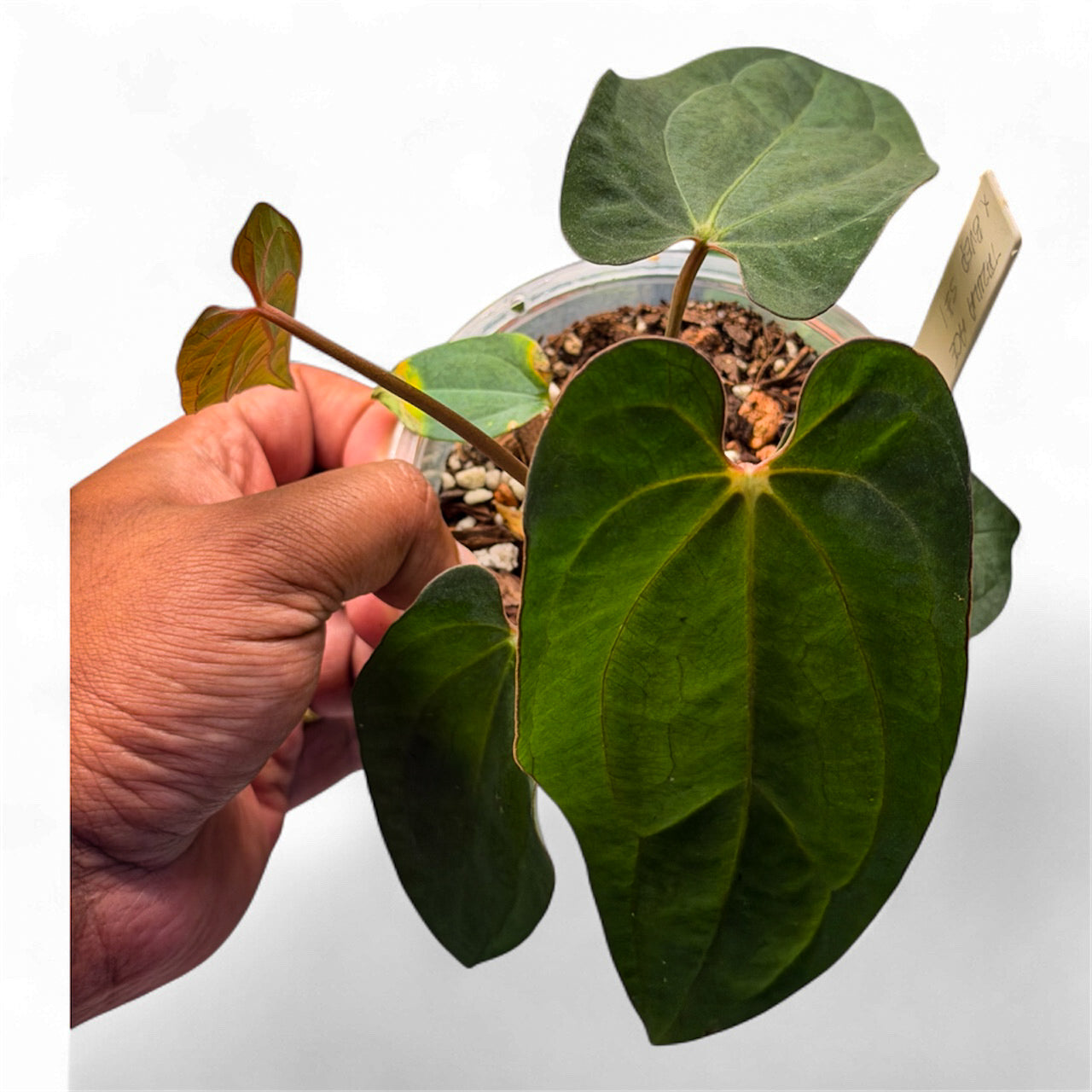 Anthurium Ace of Spades (Tezula) × BVEP