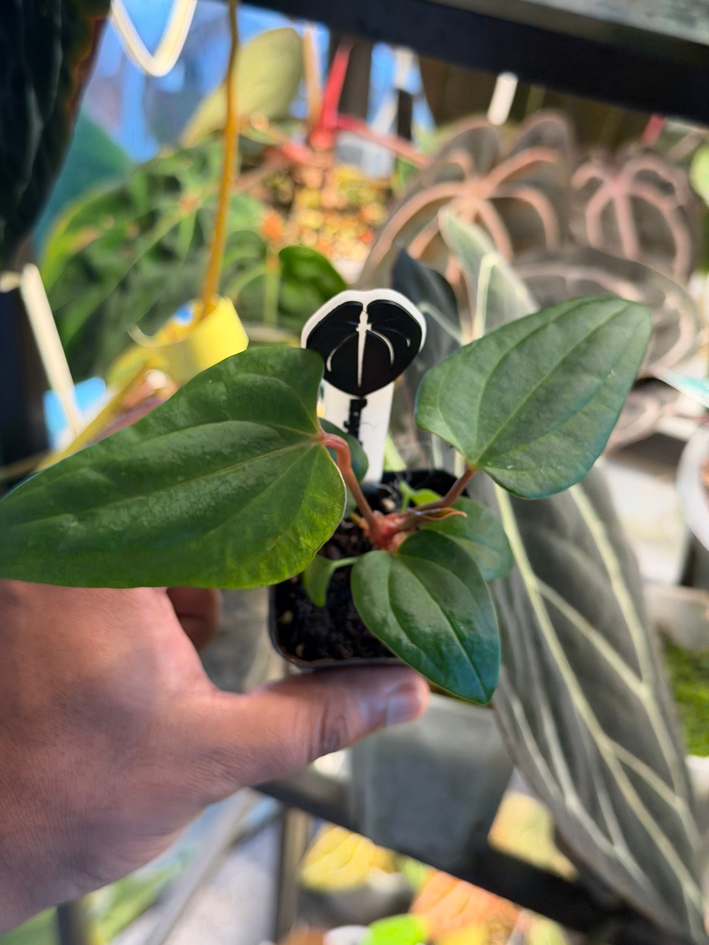 Anthurium Dragonfly (Mr Worldwide x Night Dragon)